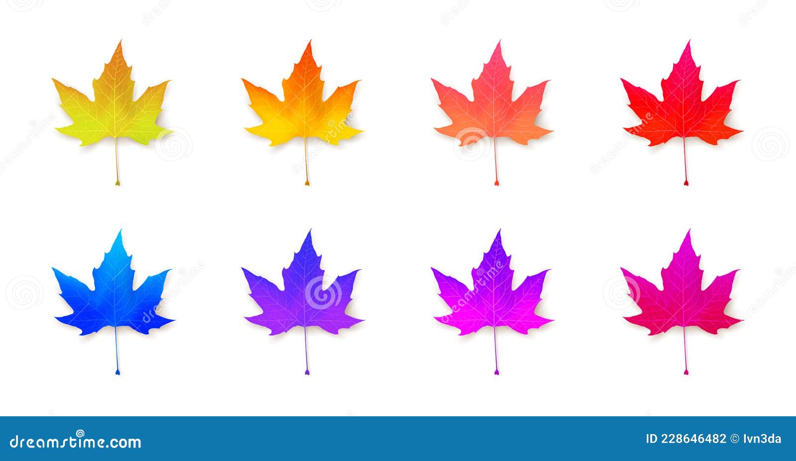 Maple leaves icon set isolated on white. Seasonal clipart in vivid