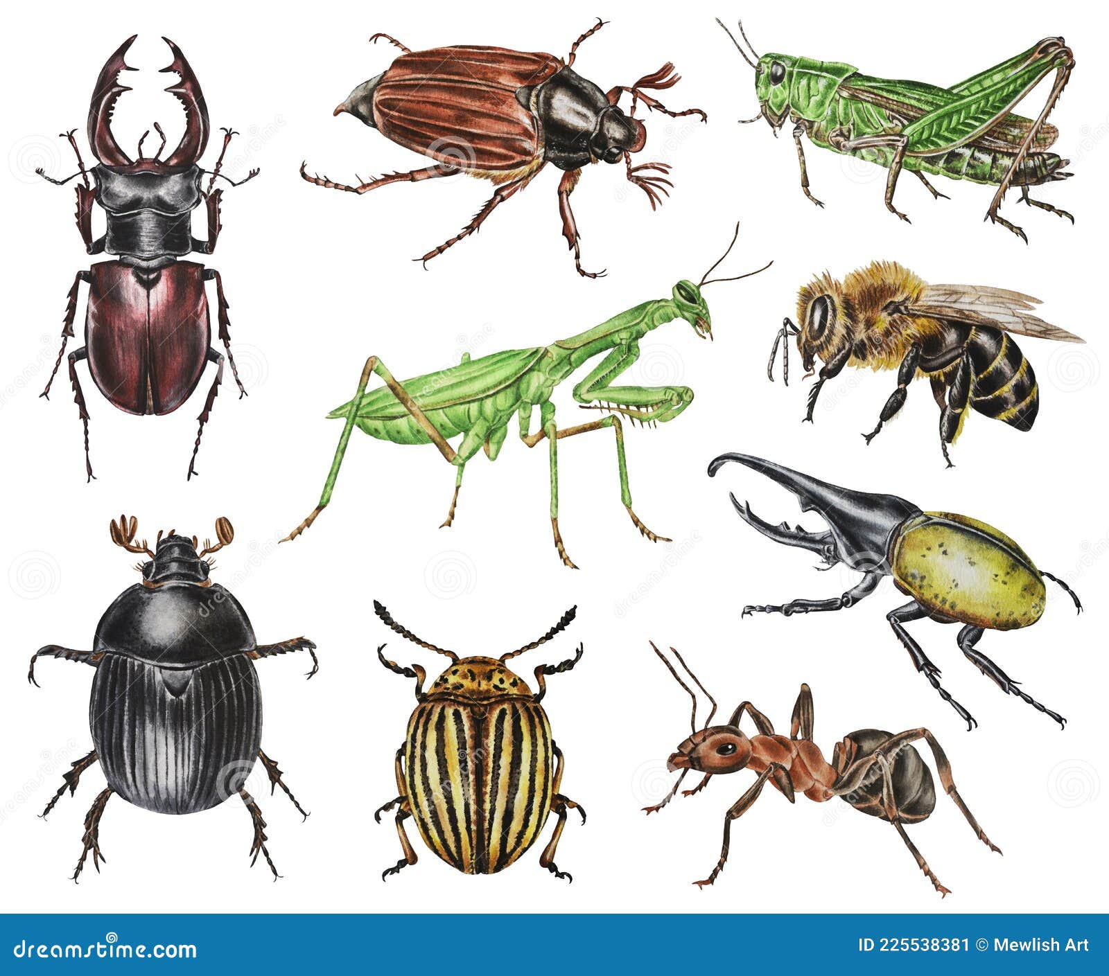 set watercolor beetles illustration hand drawn closeup template 225538381
