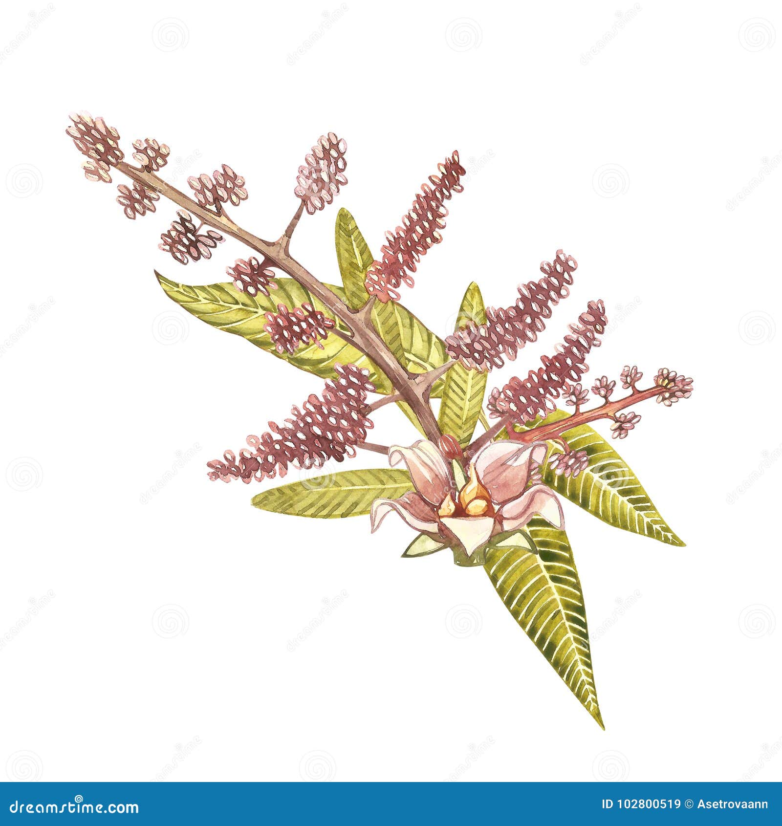 Mango Flower And Fruit