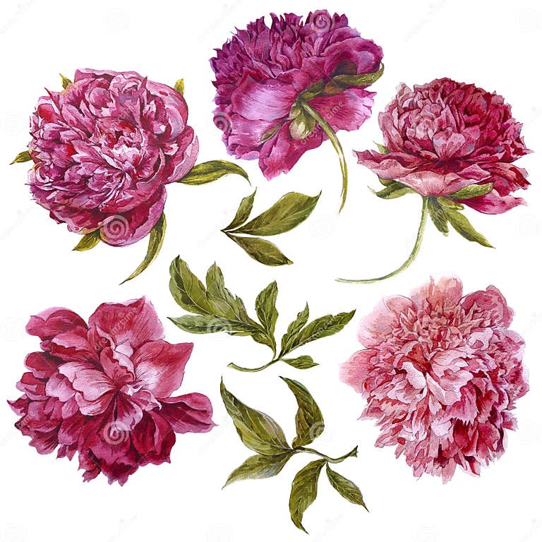 Set of Watercolor Dark Pink Peonies, Separate Stock Illustration ...