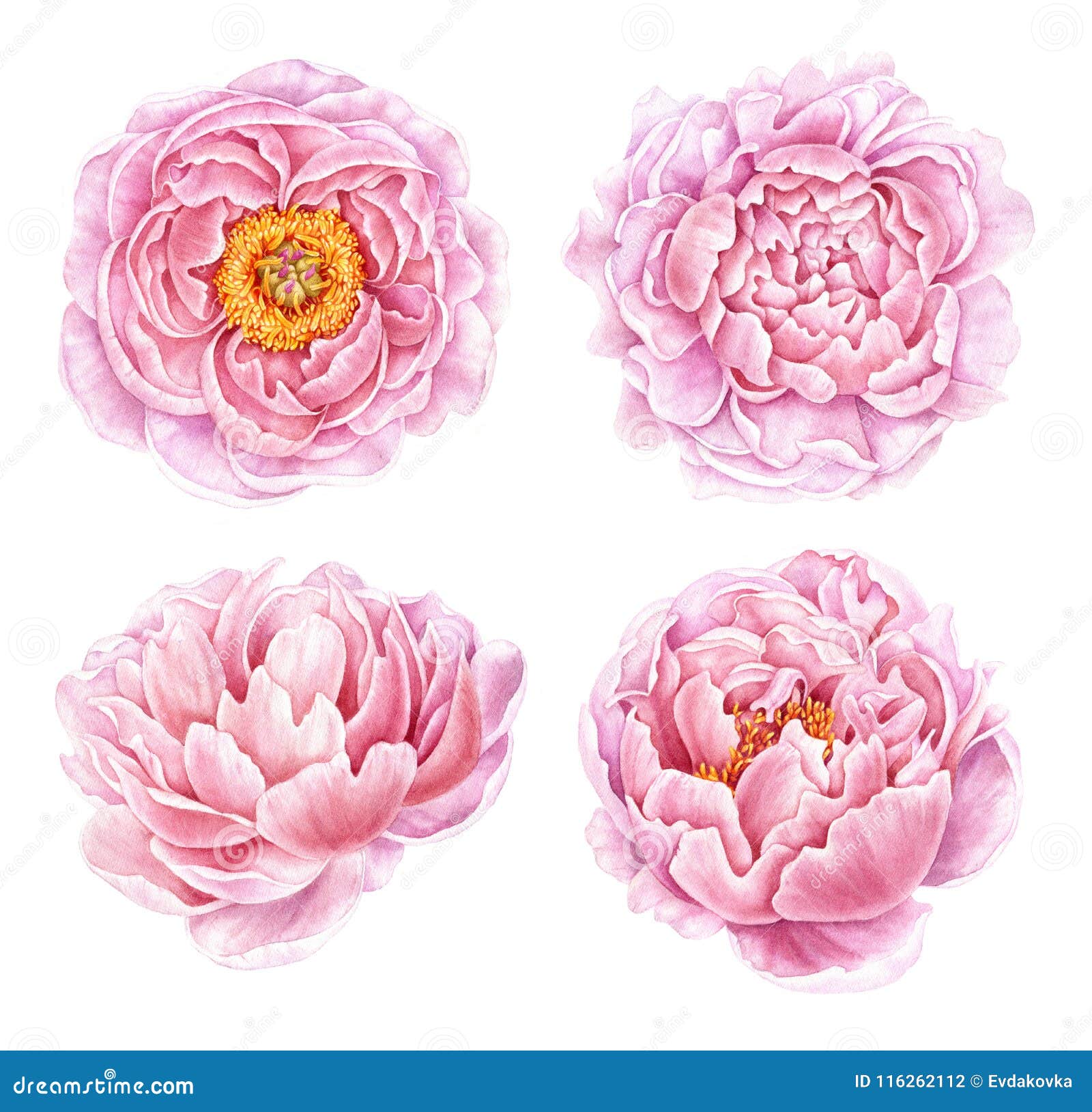 set of watercolor peonies  on white background.