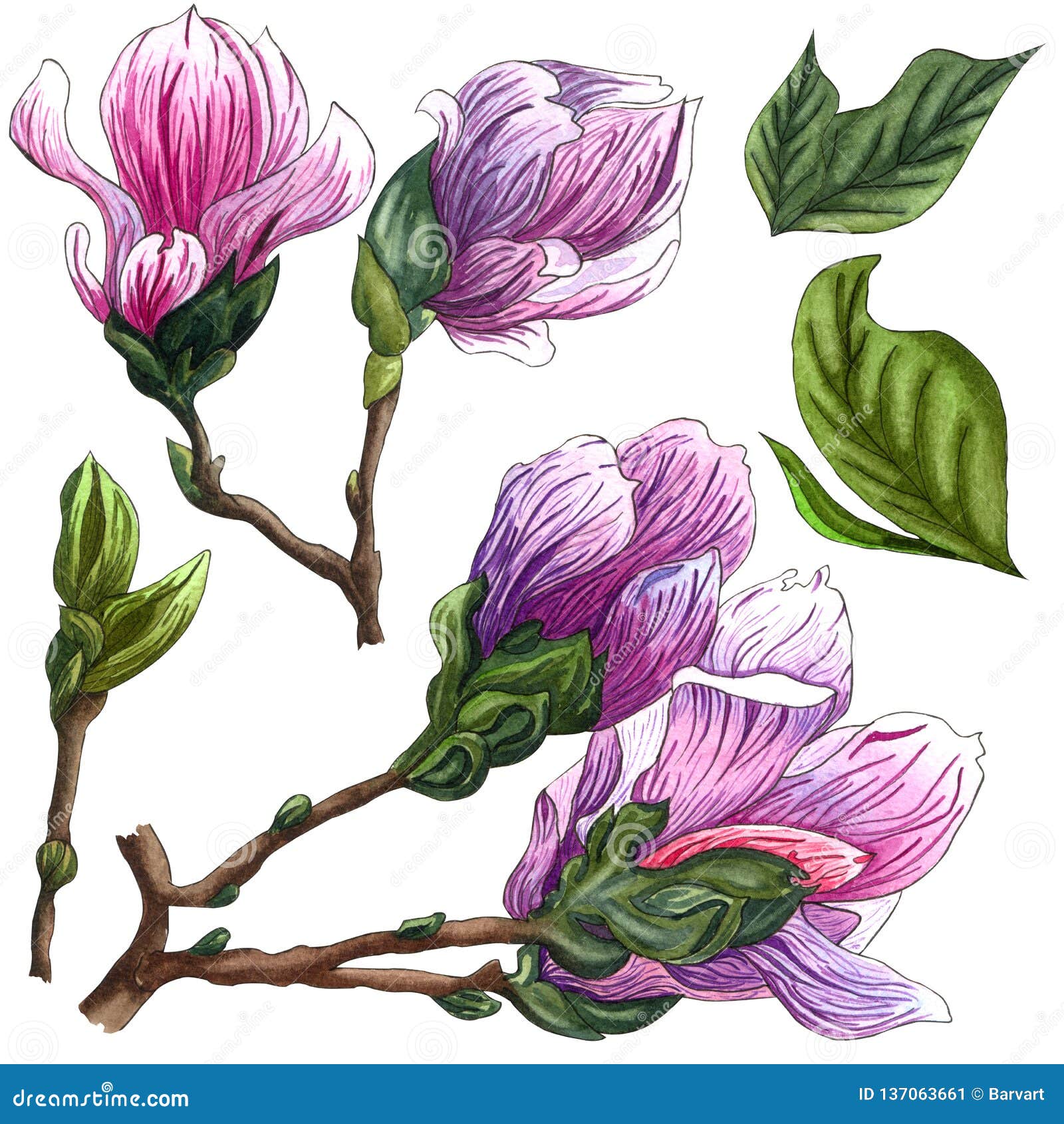 Set of Watercolor Pink Magnolia Flowers. Magnolia Branch with Flowers ...