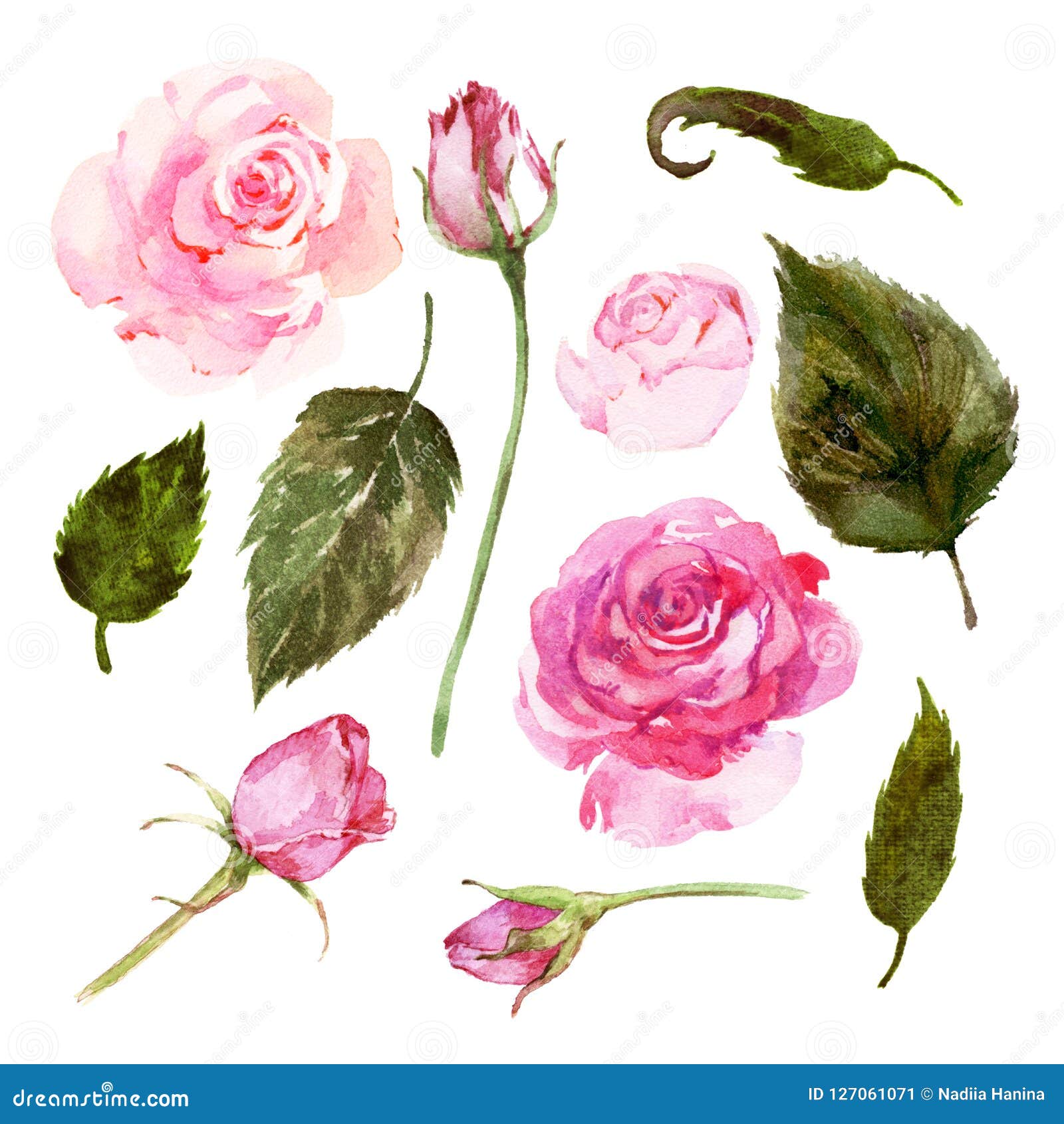 Set of Watercolor Pink Roses, Buds, Leaves. Stock Illustration ...