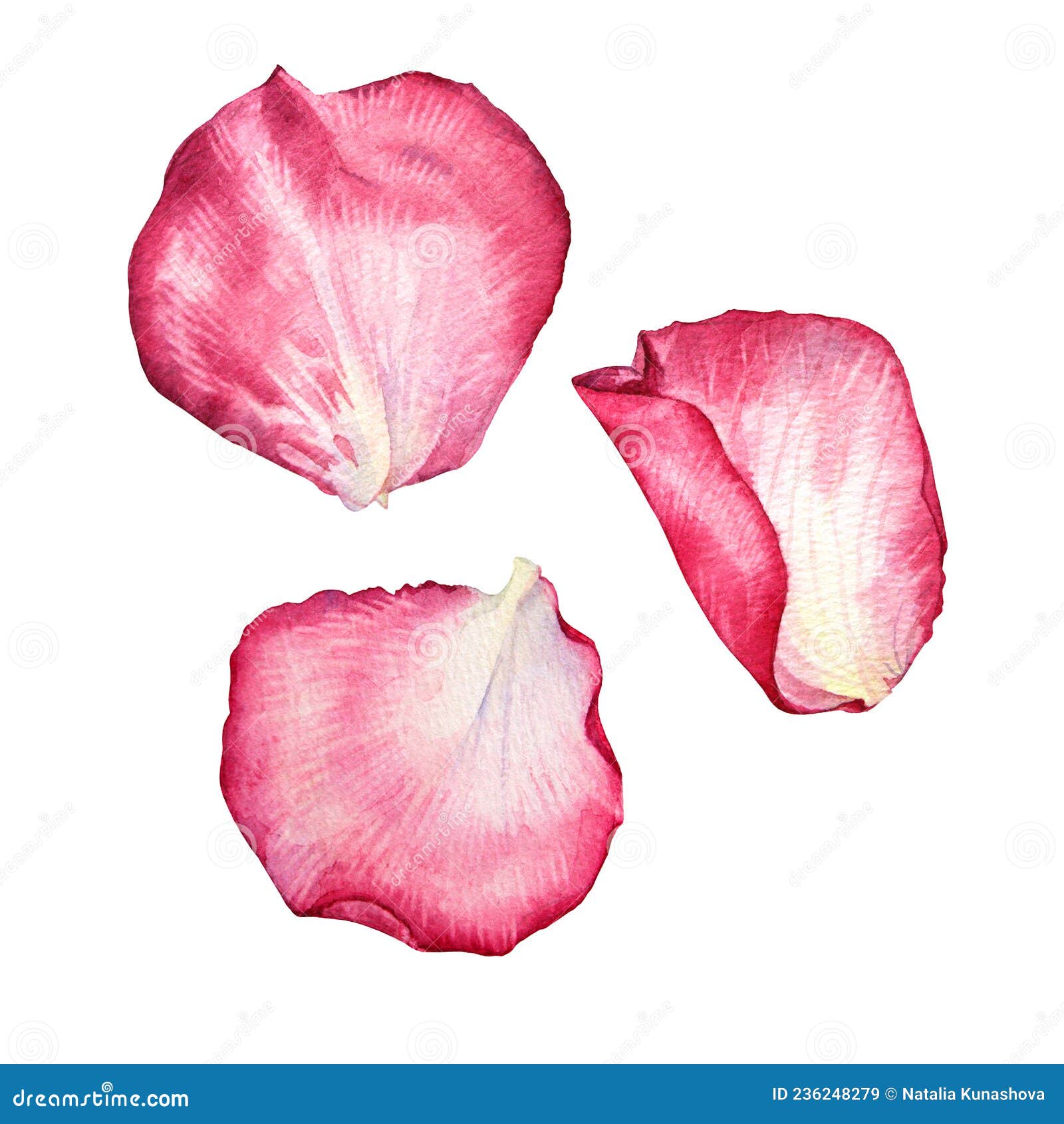 Set Watercolor Pink White Rose Petal Isolated on White Background