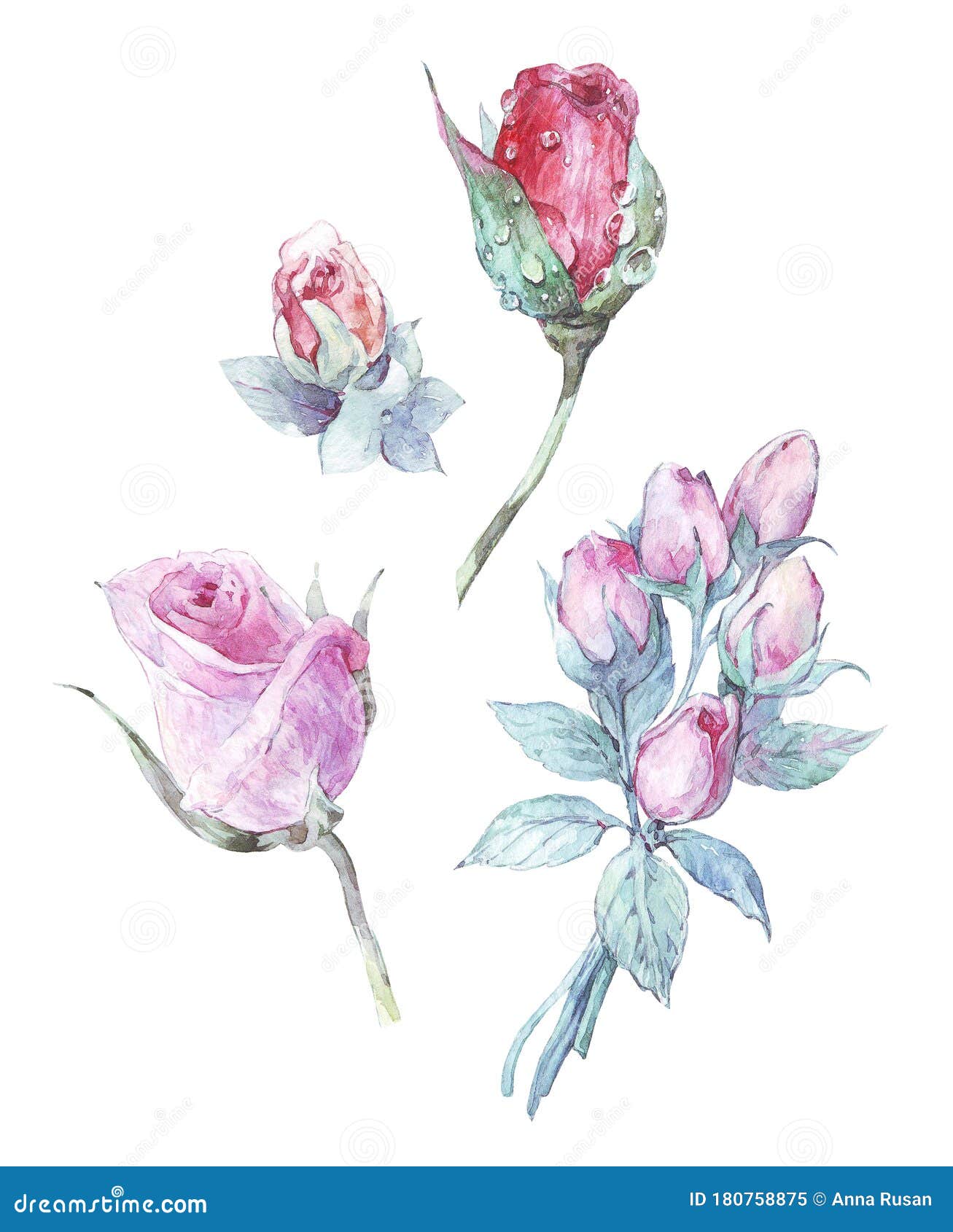 Set of Watercolor Rose Buds Stock Illustration Illustration of rose