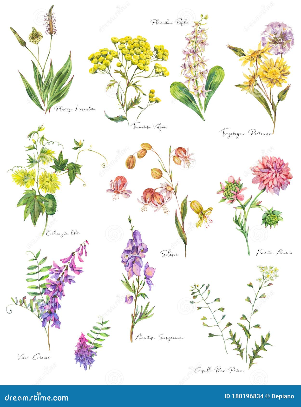 Set of Watercolor Summer Meadow Flowers, Wildflowers Stock Illustration ...