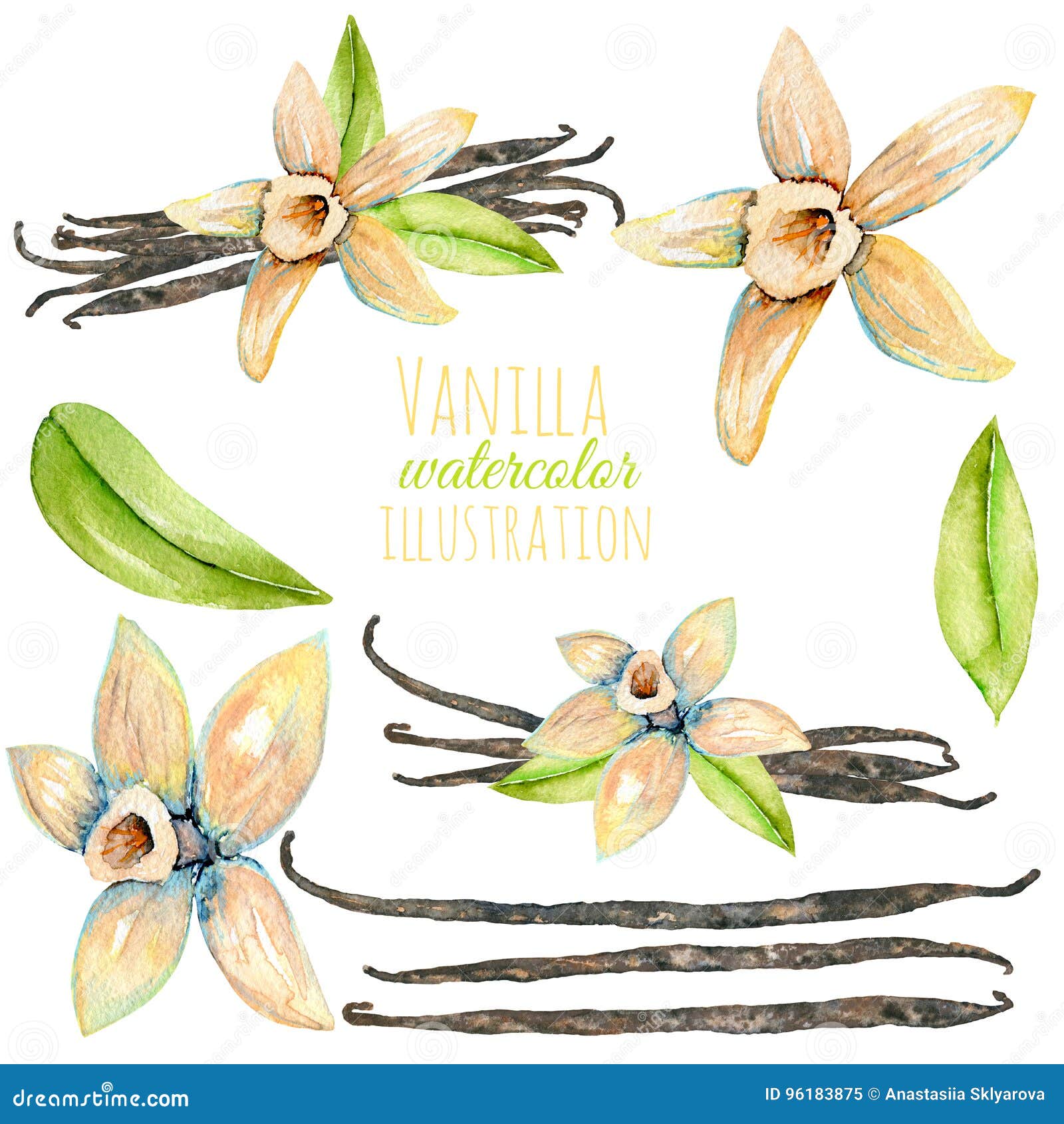Set of Watercolor Vanilla Elements Stock Illustration Illustration of