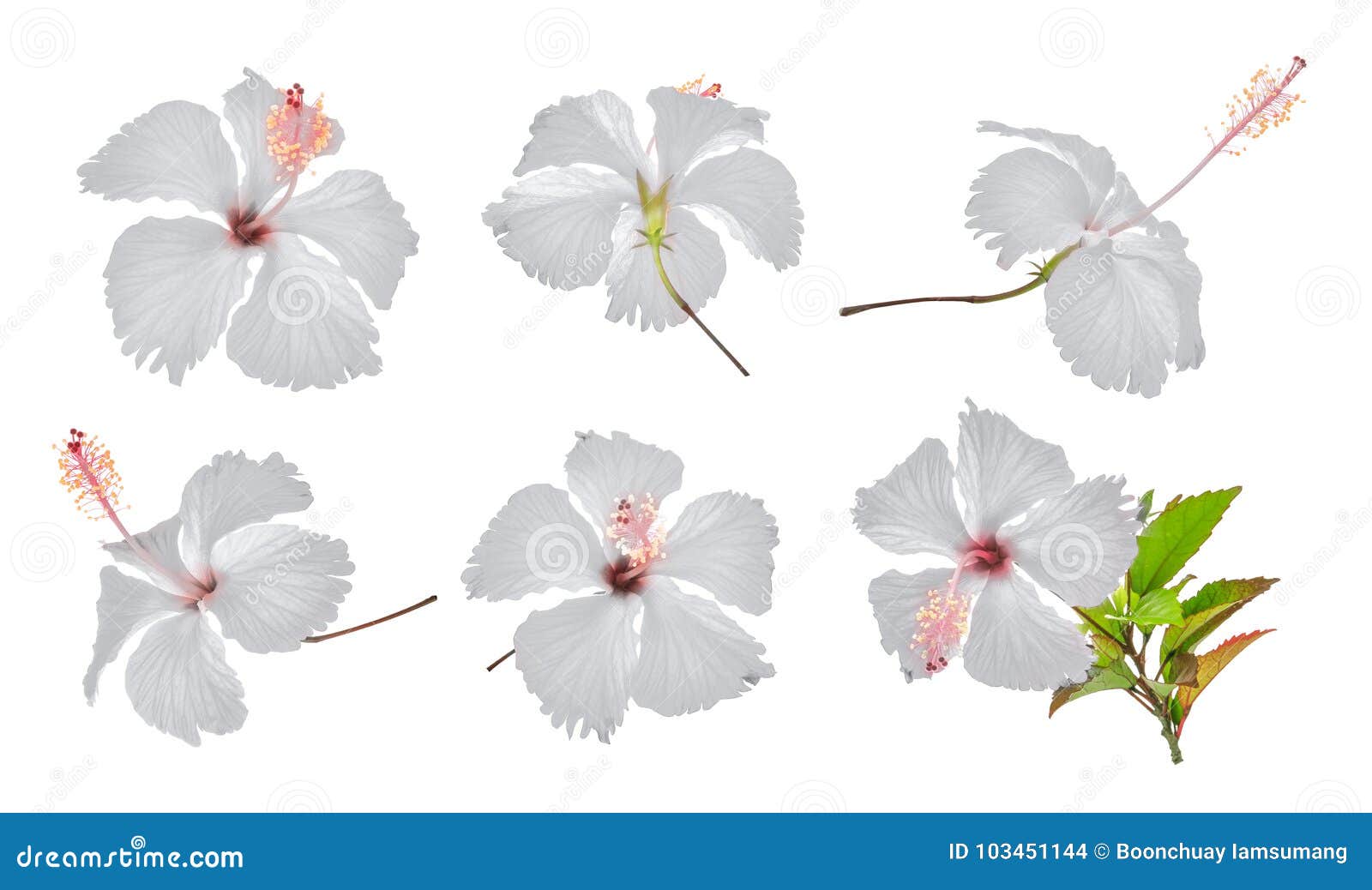 set of white hibiscus or chaba flower  on white