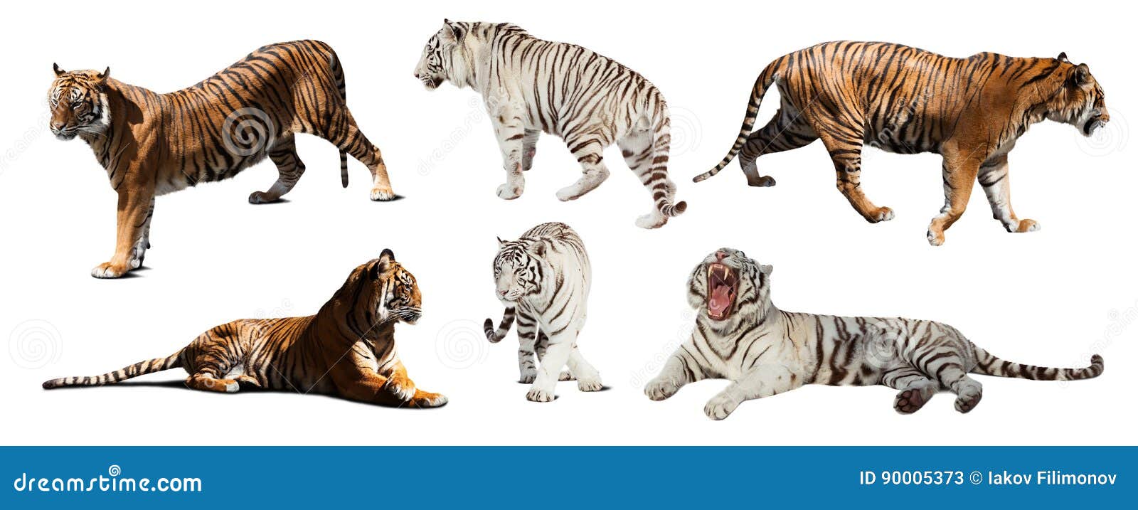Set of White and Yellow Tigers. Isolated Over White Stock Image Image