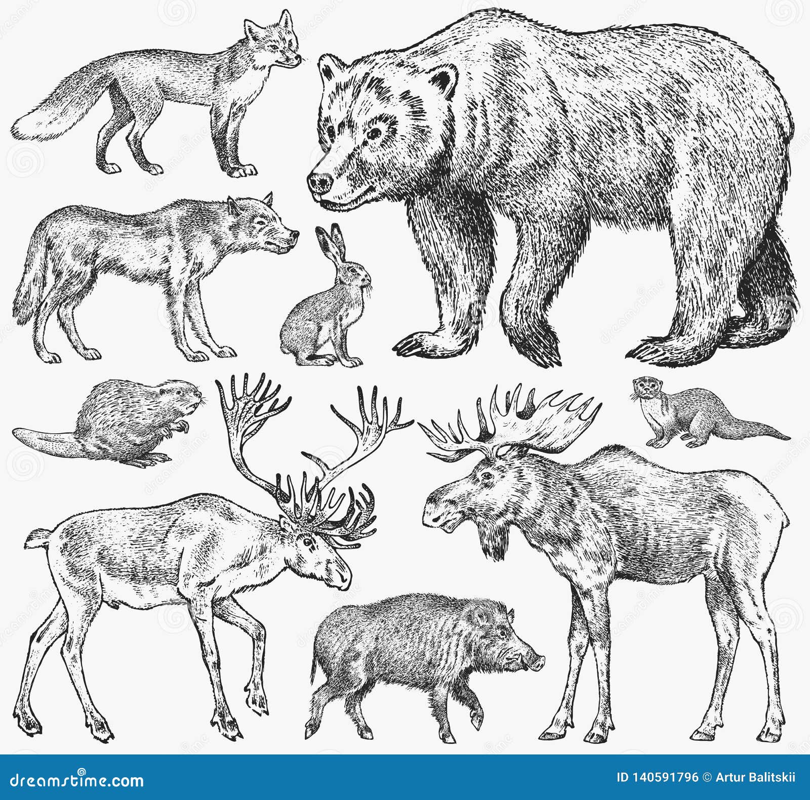 set of wild animals. brown grizzly bear forest moose red fox north boar wolf sable badger gray hare reindeer river otter