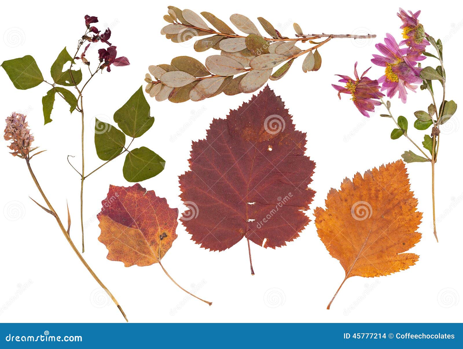Set of Wild Dry Pressed Flowers and Leaves Stock Photo Image of