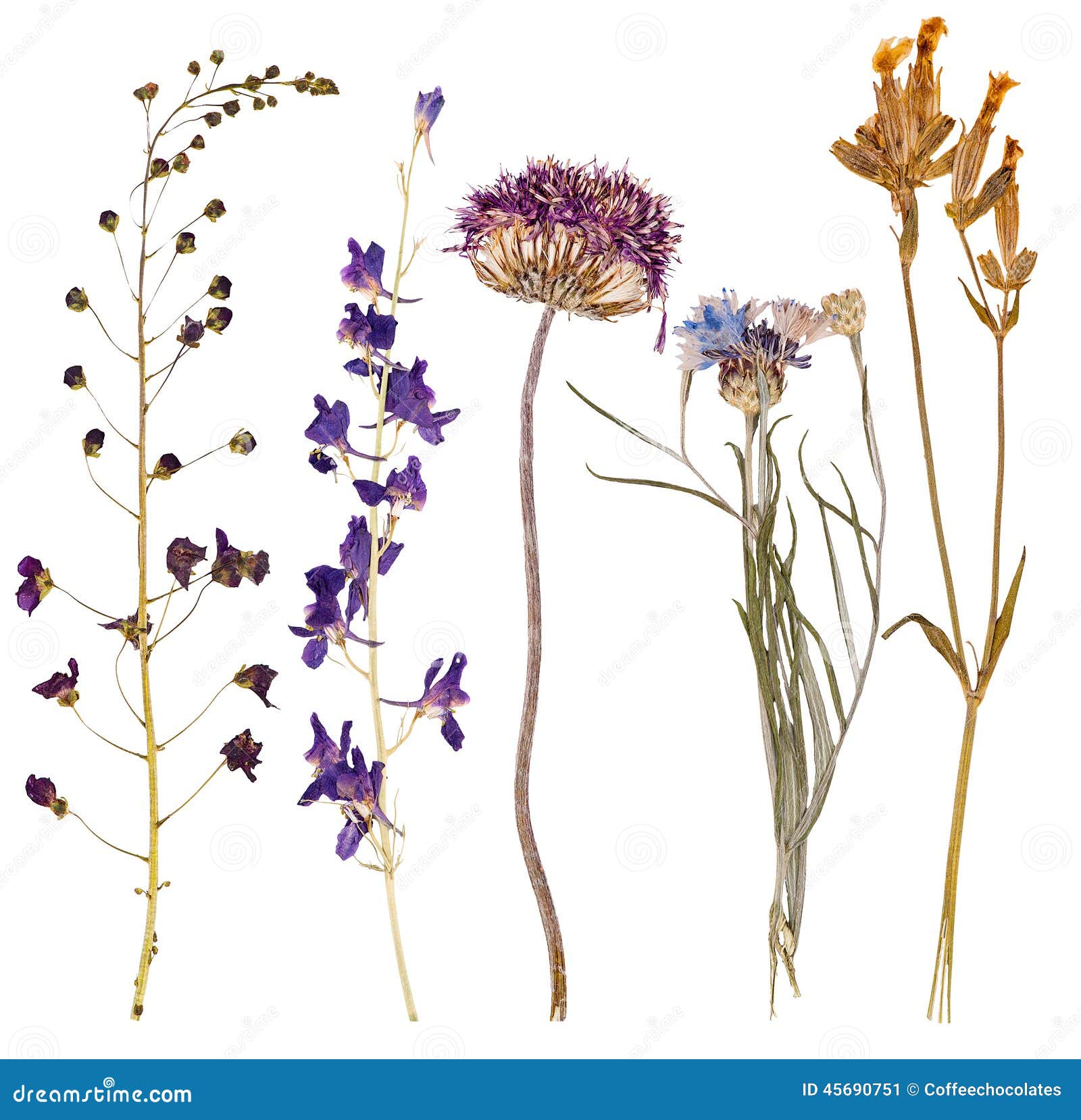 Set of Wild Flowers Pressed Stock Image Image of herbarium, macro