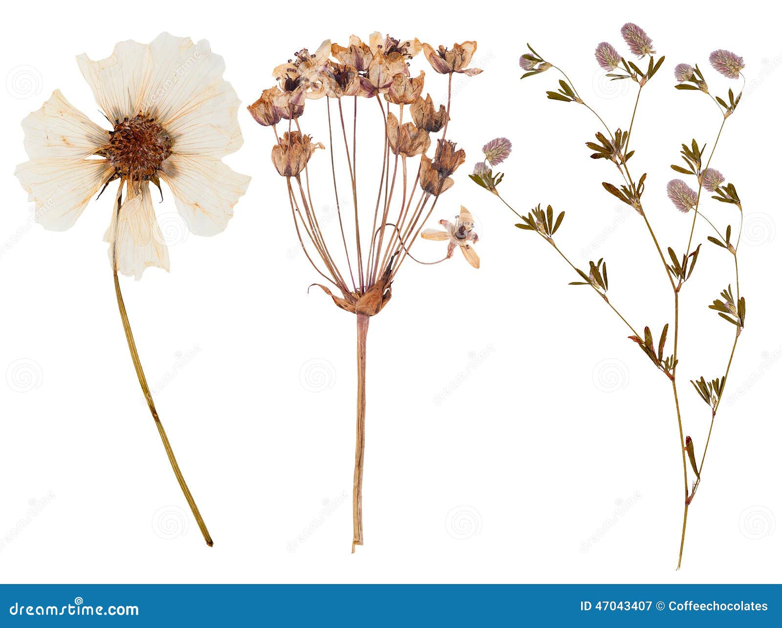 Set of Wild Flowers Pressed Stock Image Image of wild, spring 47043407