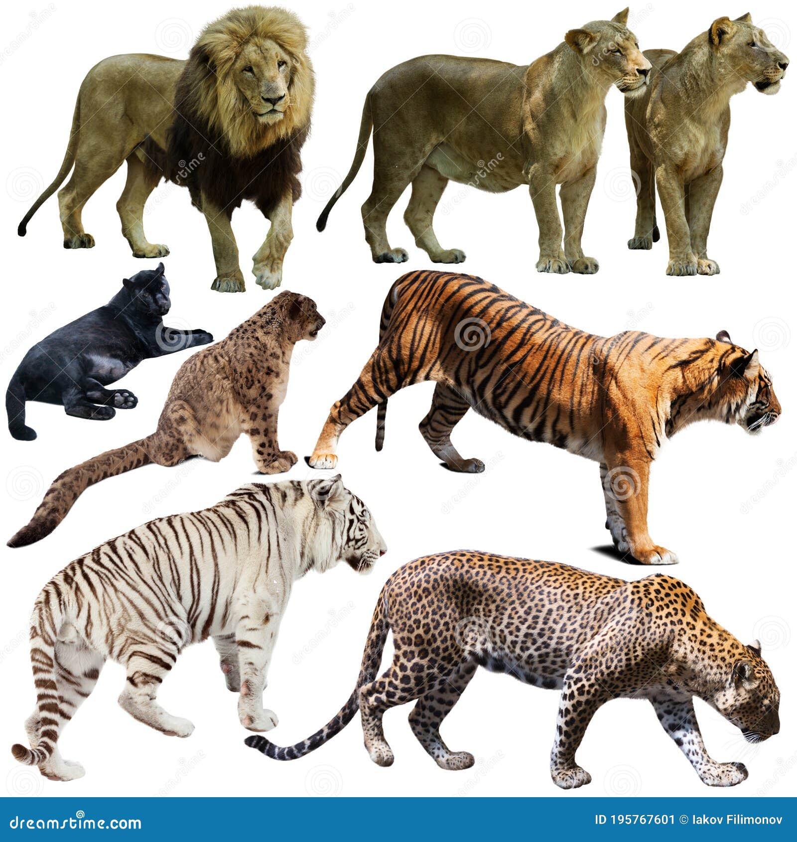 Set Of Wild Mammals Animals From Cat Family Isolated Stock Image set-of-wild-mammals-animals-from-cat-family-isolated-stock-image