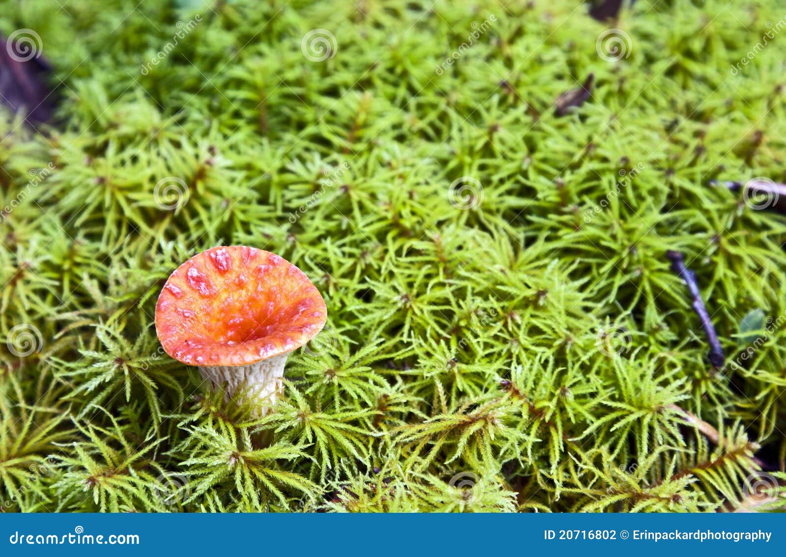 Seta anaranjada corta en musgo. Una pequeña seta anaranjada crece fuera del musgo verde enorme en las regiones alpestres de provincia de Yunnan en China.