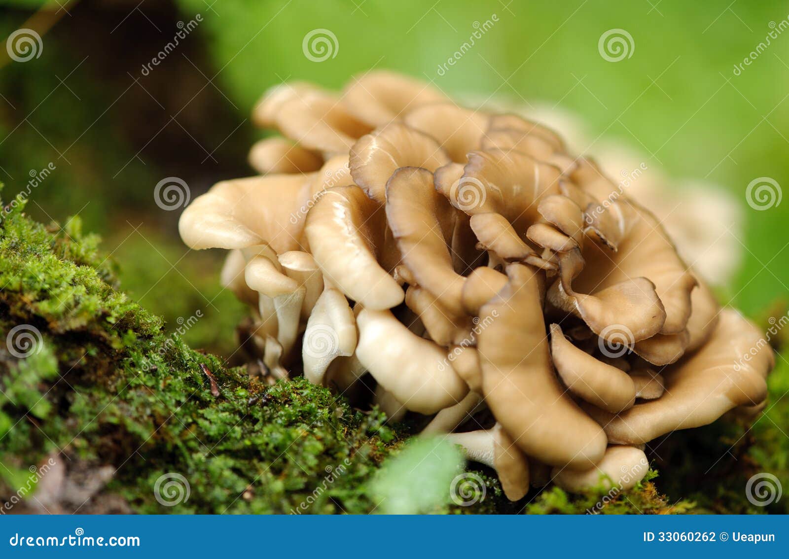 Seta de Maitake foto de archivo. Imagen de ingrediente 33060262