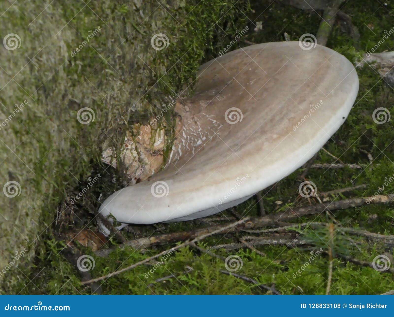 Seta del soporte del abedul en el bosque en un tronco viejo. Musgo de madera viejo del verde del otoño del bosque del árbol del tronco de la seta del soporte del abedul