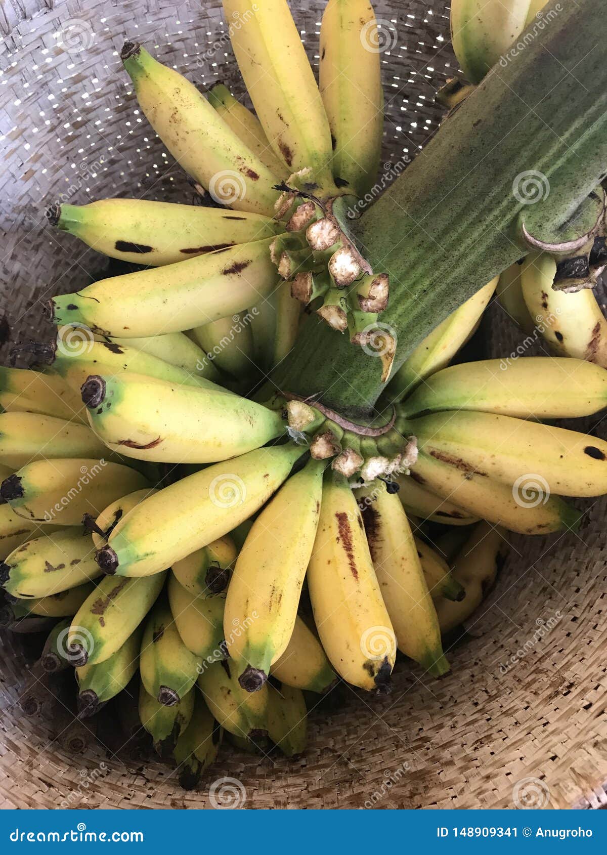 Setandan pisang