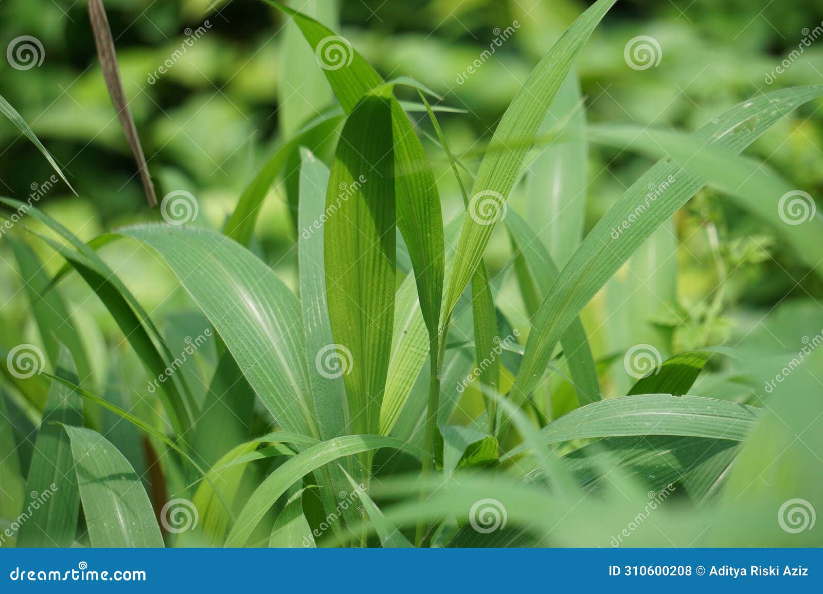 setaria palmifolia (rumput setaria, jamarak, palmgrass, highland) grass.