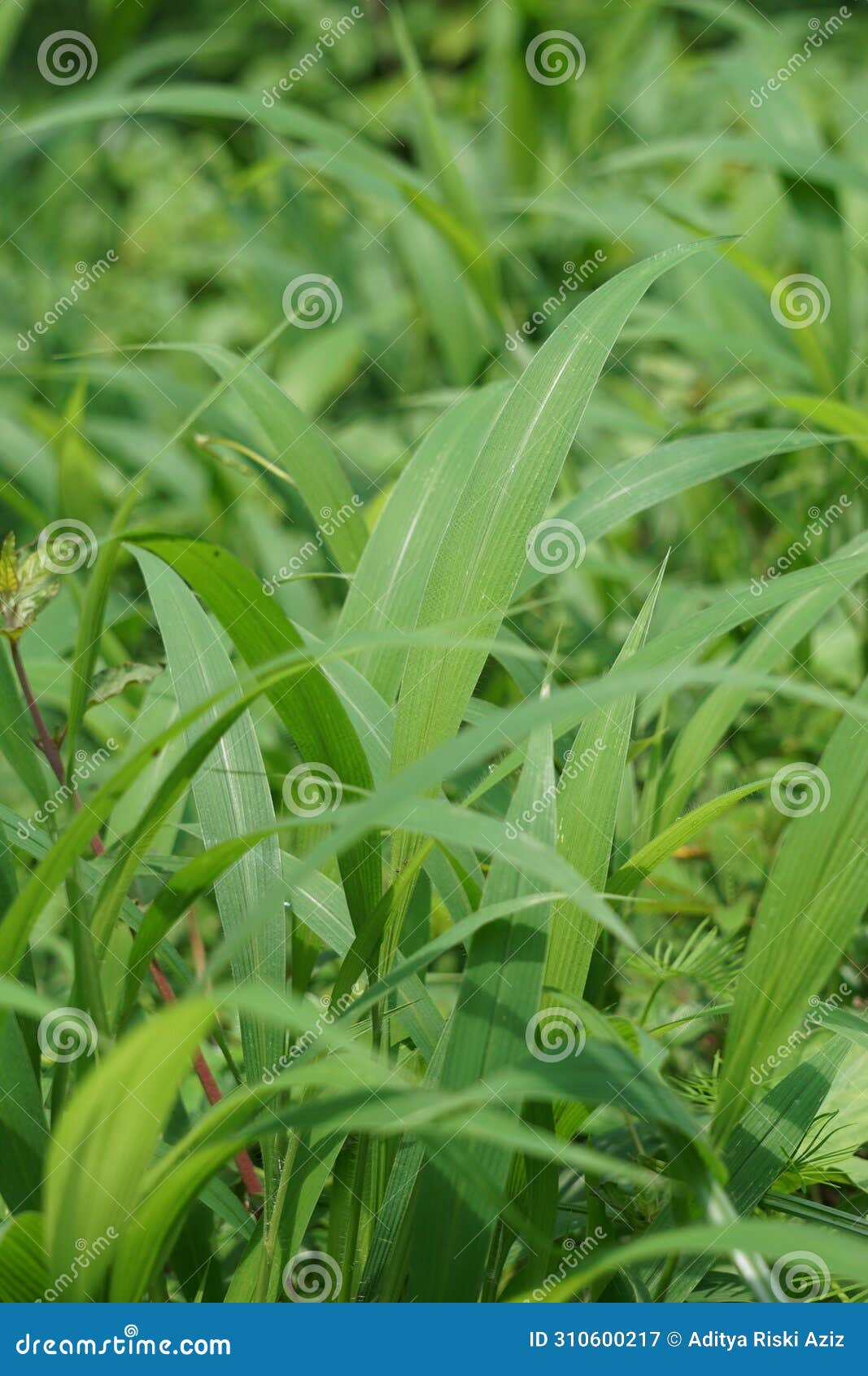 setaria palmifolia (rumput setaria, jamarak, palmgrass, highland) grass.