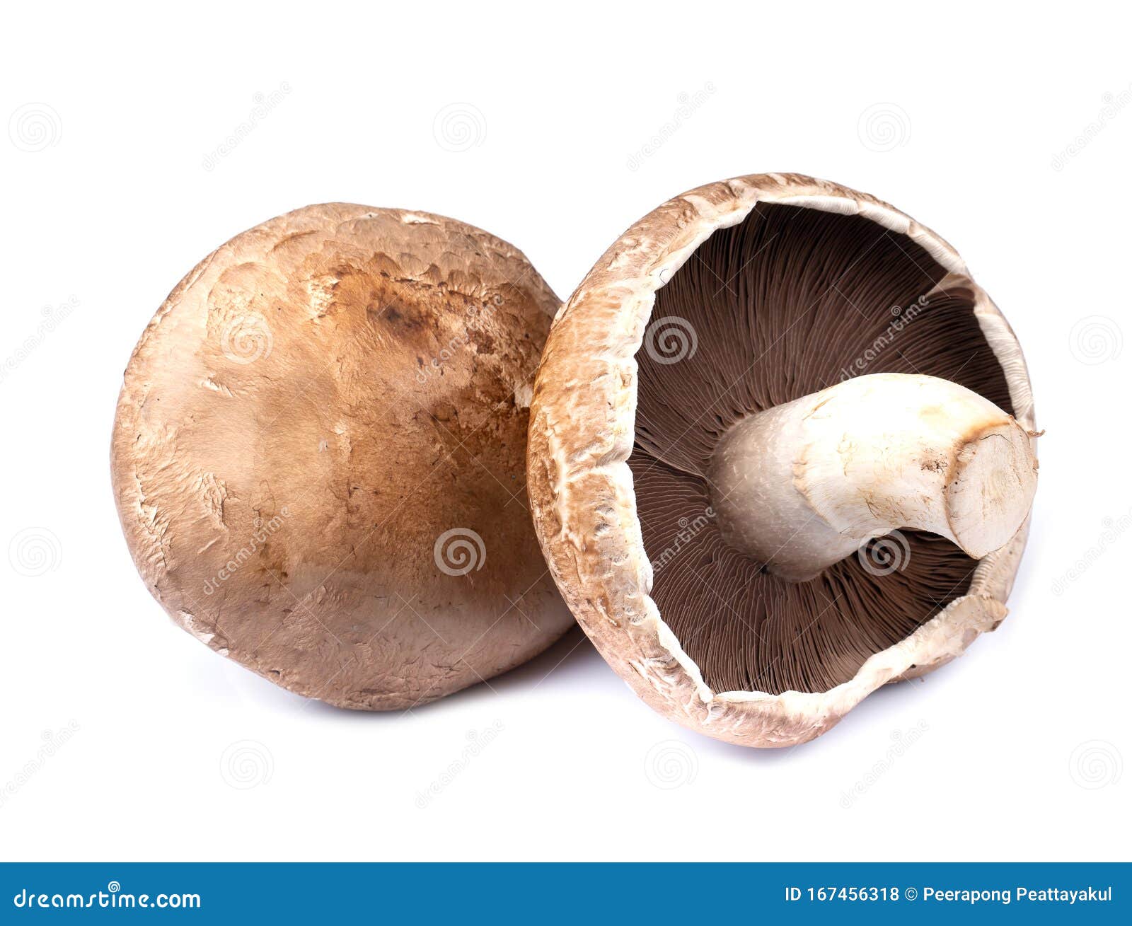 Setas De Portobello Aisladas De Fondo Blanco Foto de archivo Imagen