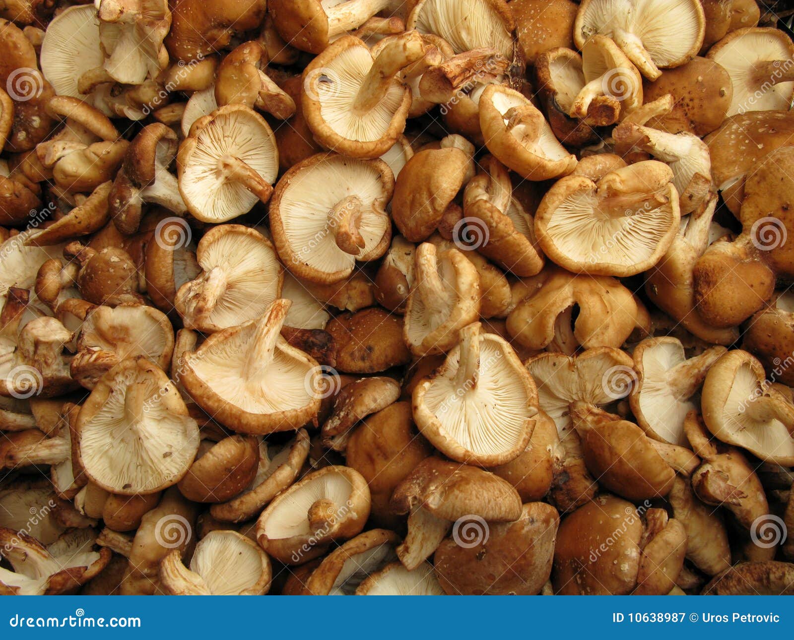 Setas de Shiitake imagen de archivo. Imagen de mercado 10638987