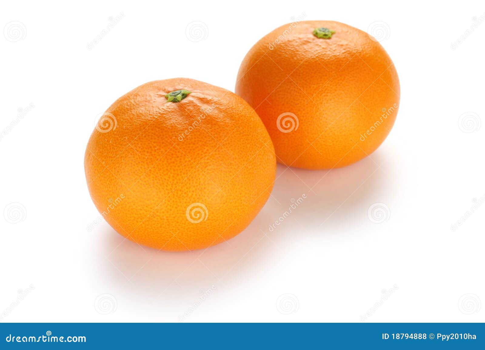 Setoka Orange , Japanese High Quality Citrus Fruit Stock Photo Image