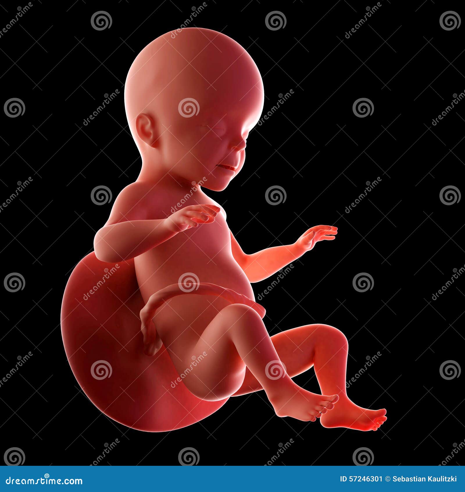 Settimana 26 Del Feto Illustrazione Di Stock Illustrazione Di Rappresentazione