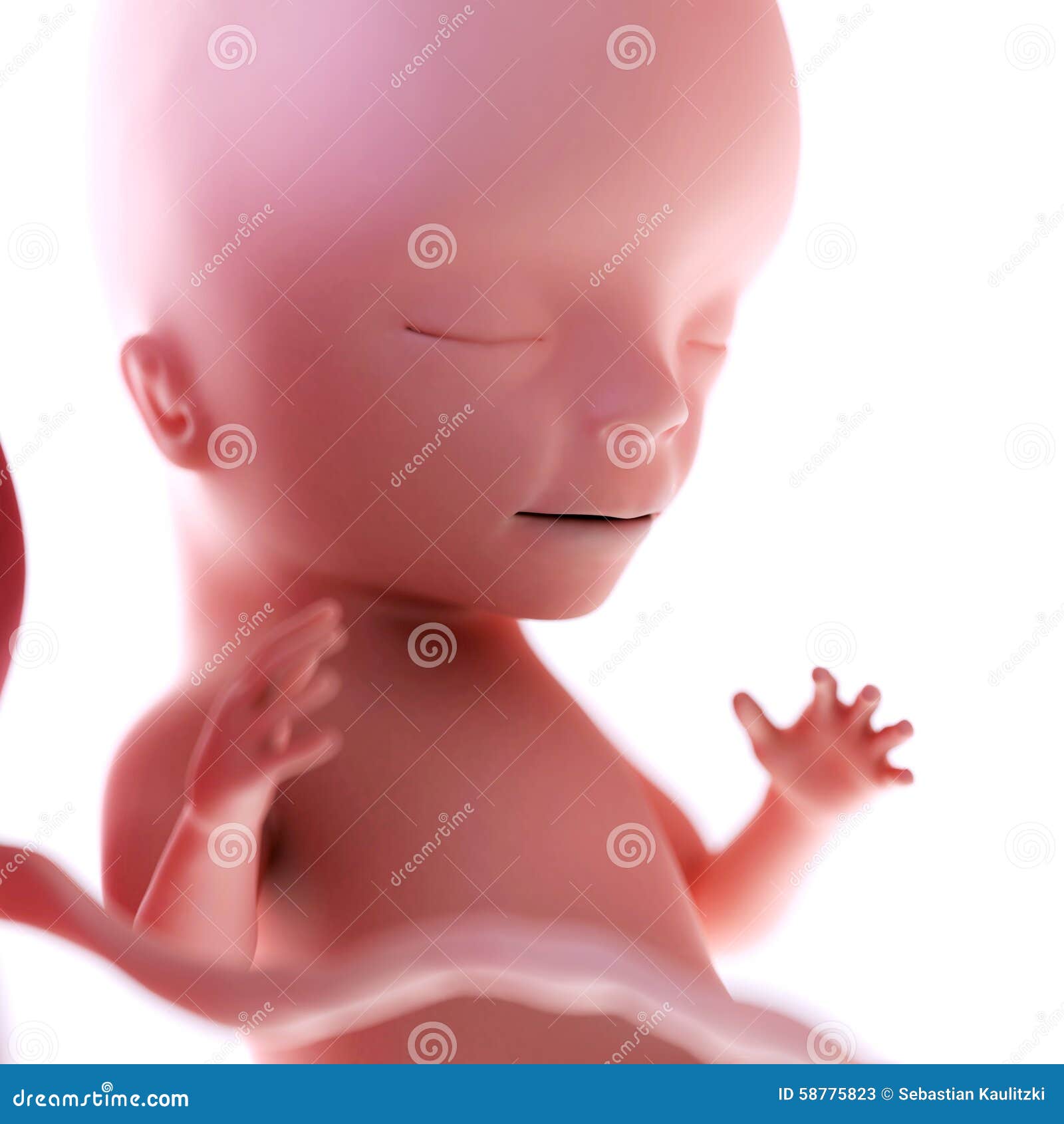 Settimana 15 Del Feto Illustrazione Di Stock Illustrazione Di Sviluppo