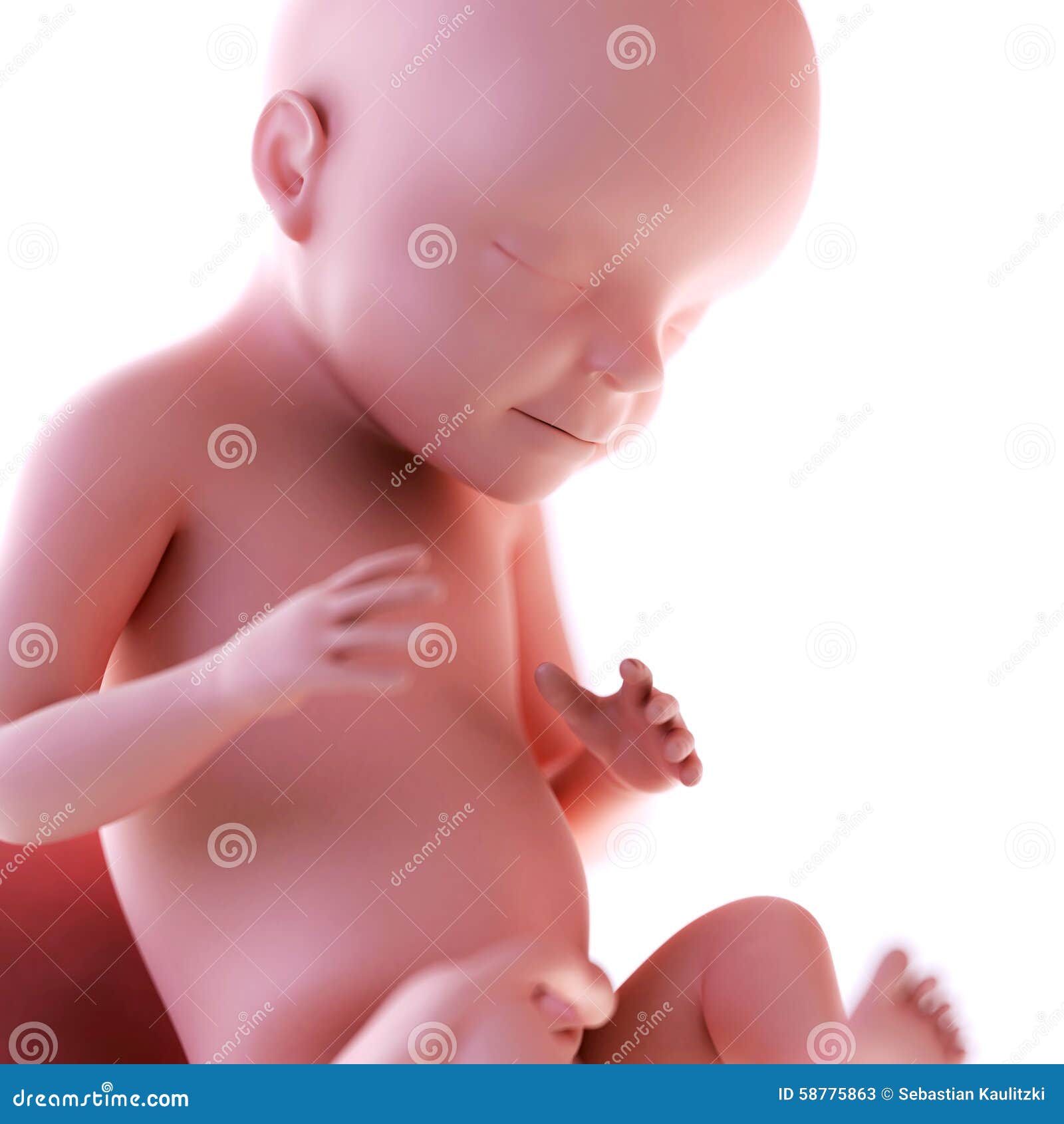 Settimana 28 Del Feto Illustrazione Di Stock Illustrazione Di Bianco