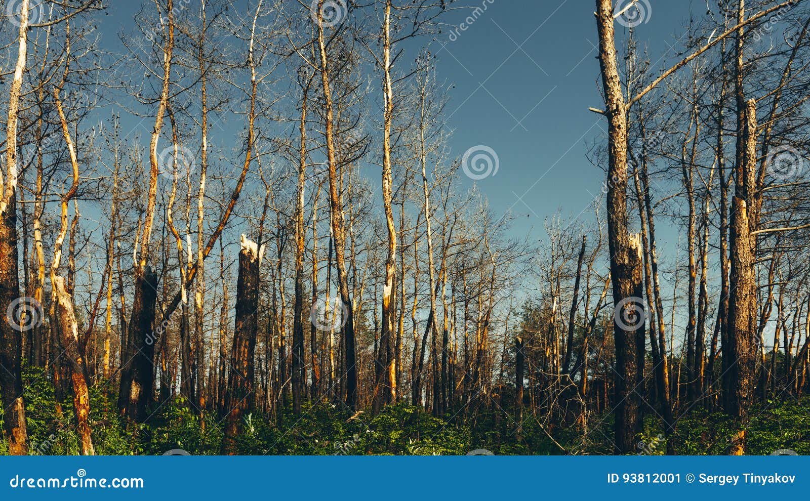 Setting Sun Shines on Dead Pine Trees Burnt in a Forest Fire Concept