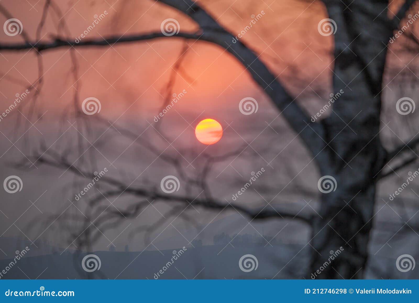 Setting Sun Shines On Dead Pine Trees Burnt In A Forest Fire Concept