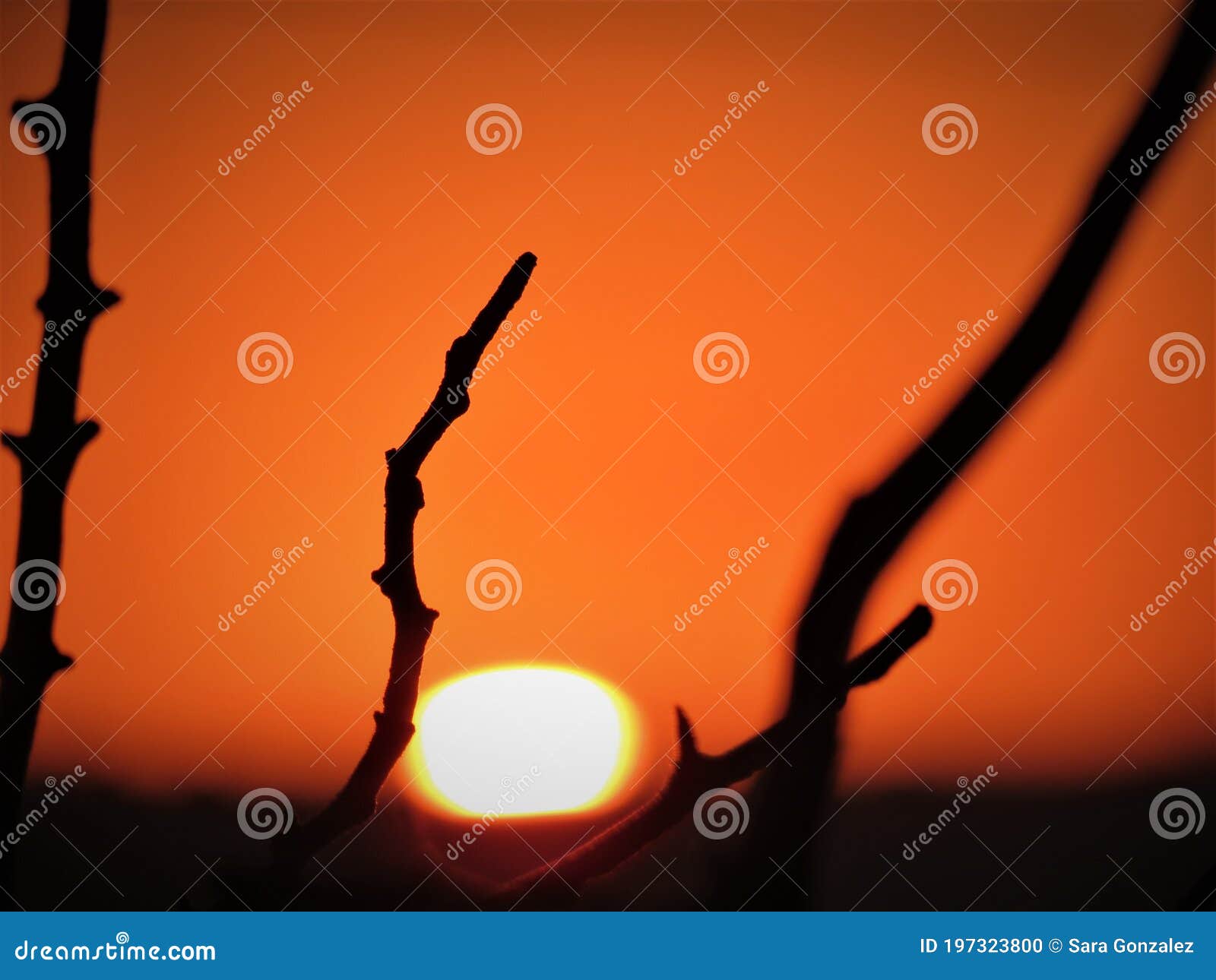 setting sun using some branches