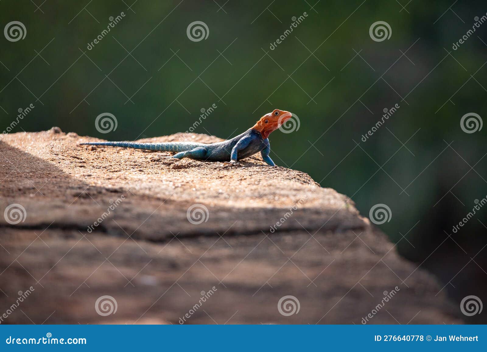 a settler dragon sunbathes, kenya, africa