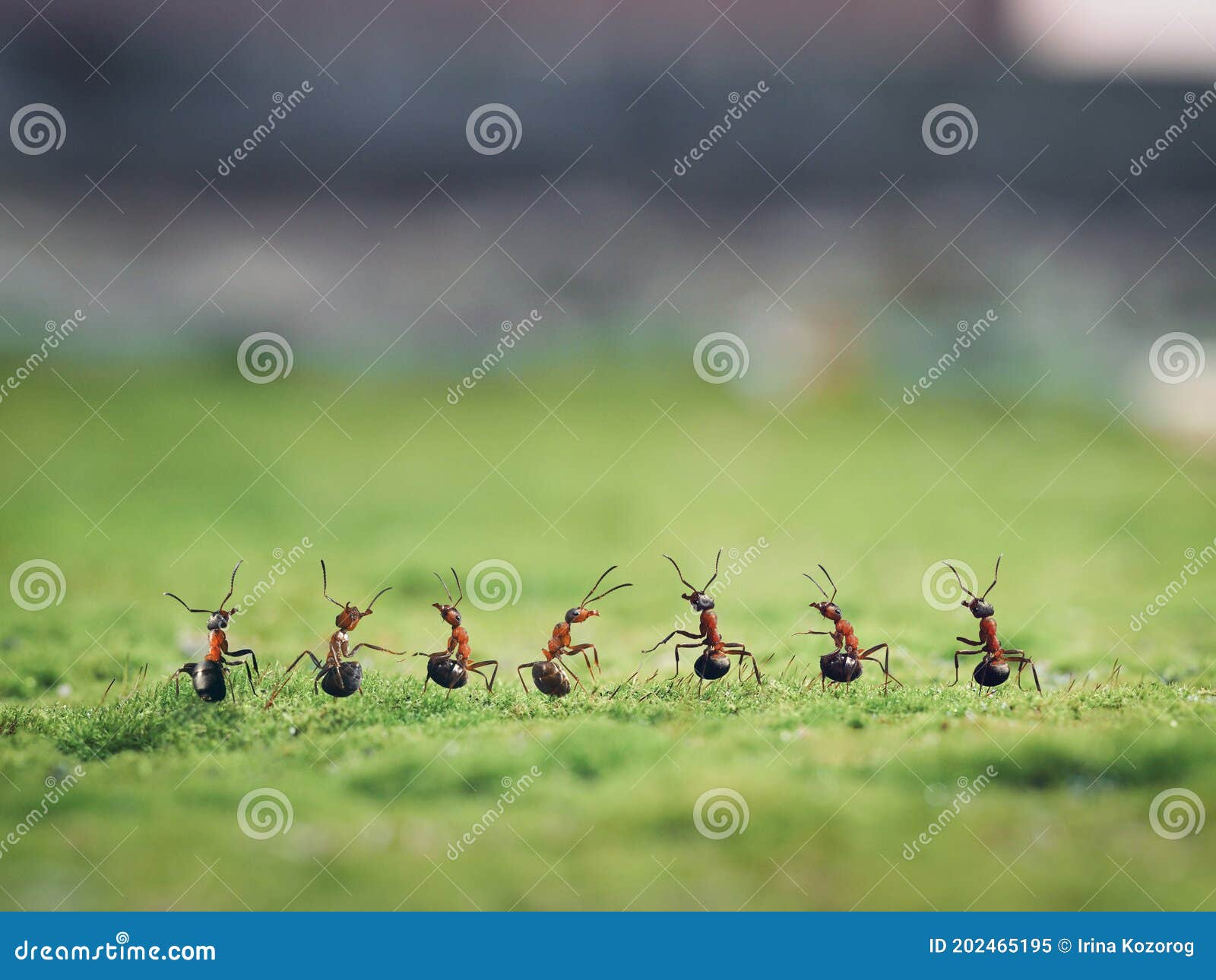 Seven ants on moss. Macro stock image. Image of wild 202465195