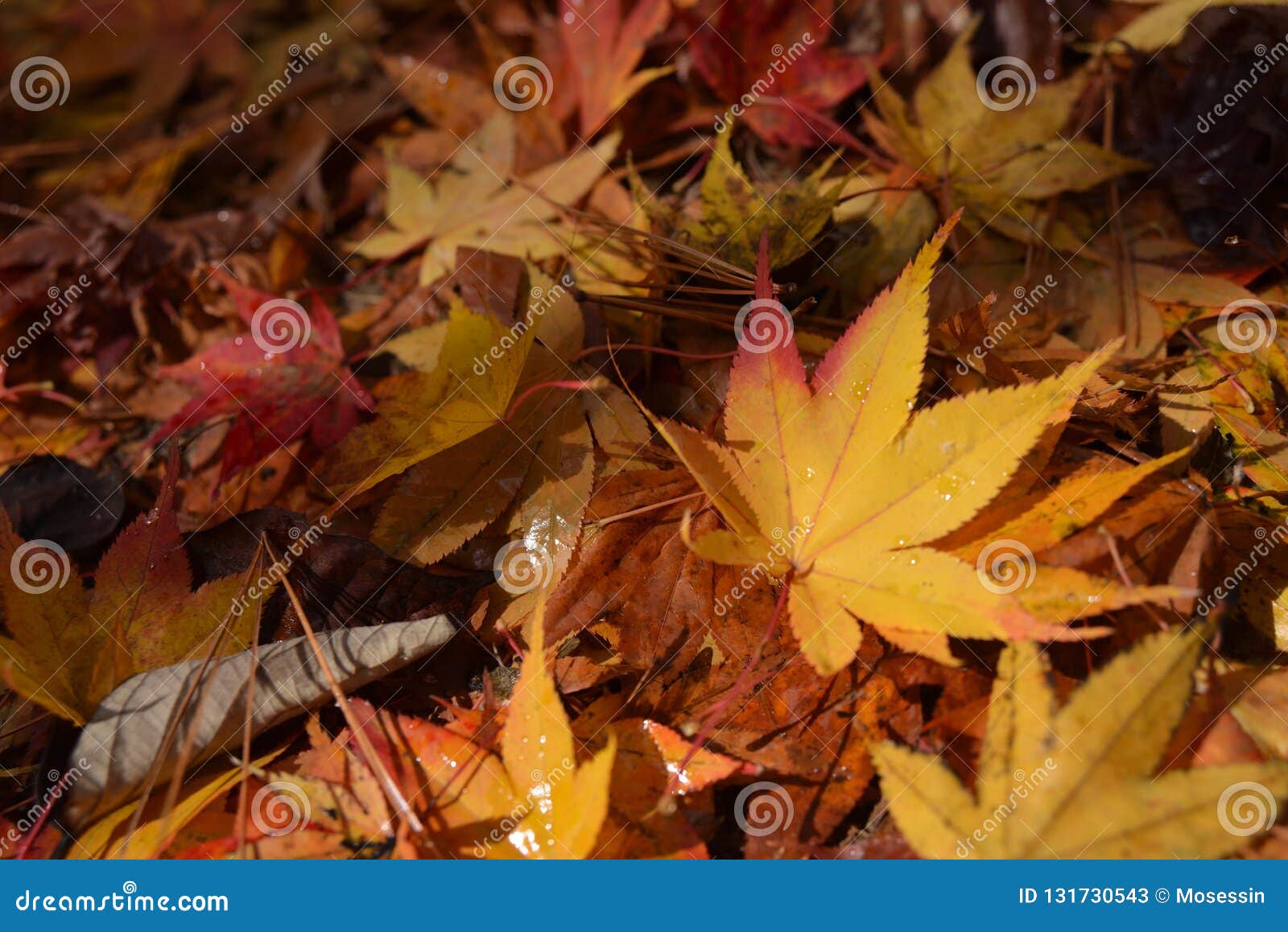 seven lobed maple leaf