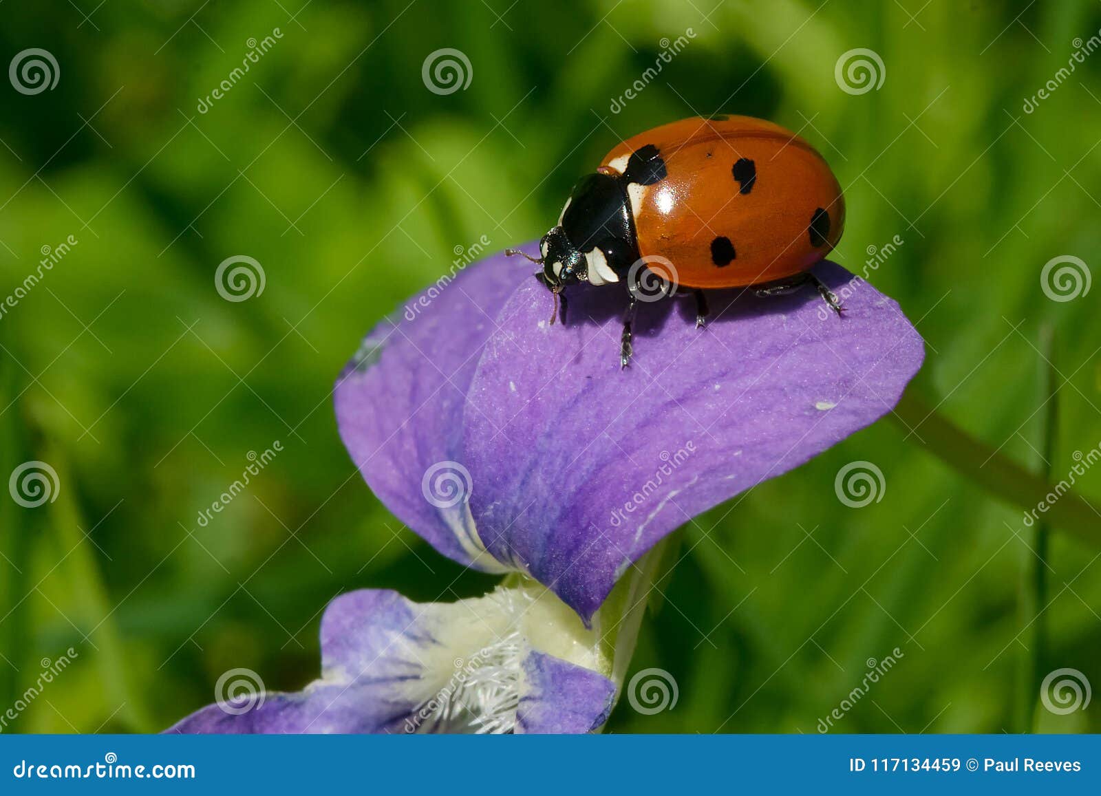 Seven Spotted Lady Beetle Coccinella Septempunctata Stock Image Image Of Environment Environmental Seven Spotted Lady Beetle Coccinella Septempunctata Stock Image Image Of Environment Environmental