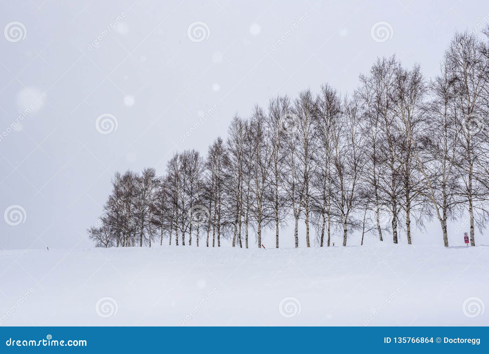Seven Stars Tree in WInter with Snow Fall at Biei Patchwork Seven Stars Tree in WInter with Snow Fall at Biei Patchwork