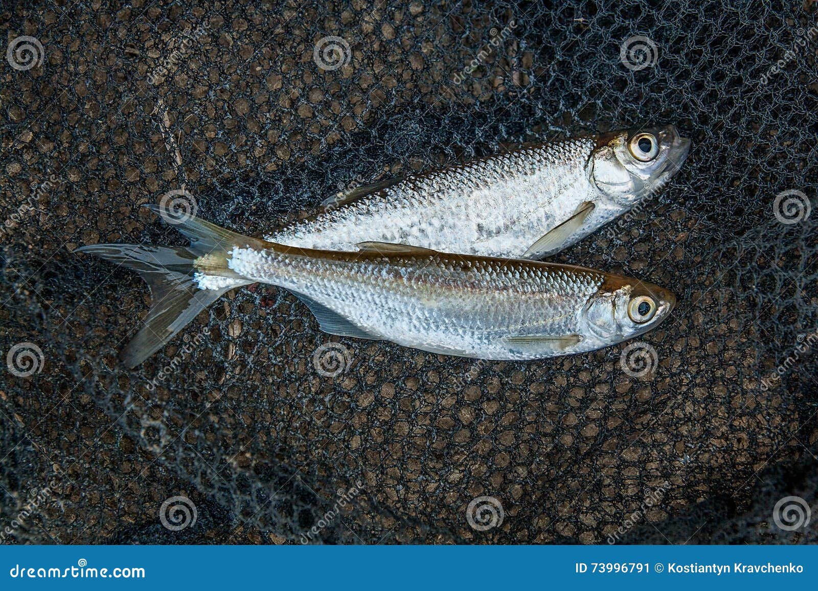 Several Ablet or Bleak Fish on Black Fishing Net. Stock Image - Image of  animal, ingredient: 73996791