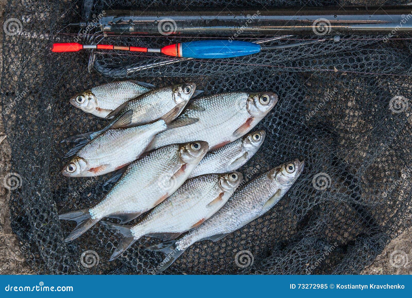 Several Ablet, Bream Fish on Fishing Net. Fishing Rod with Float