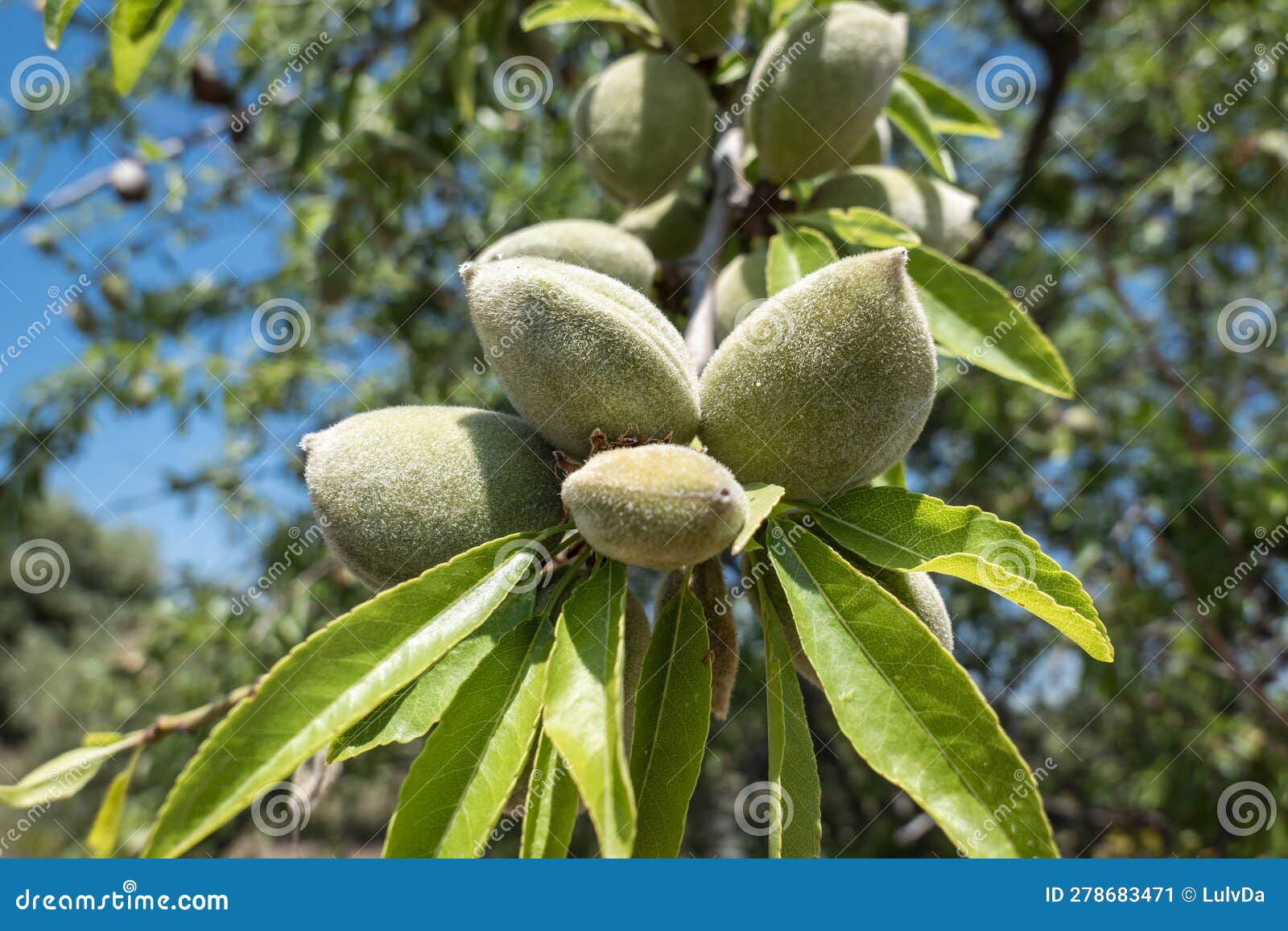 Growing Almonds on the Almond Tree Stock Image Image of food, spring