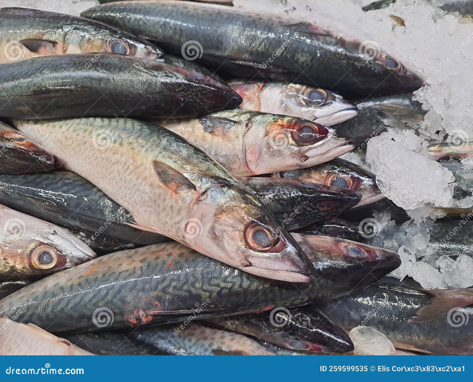 Several Atlantic Mackerel Fish on Crushed Ice at a Market Stock