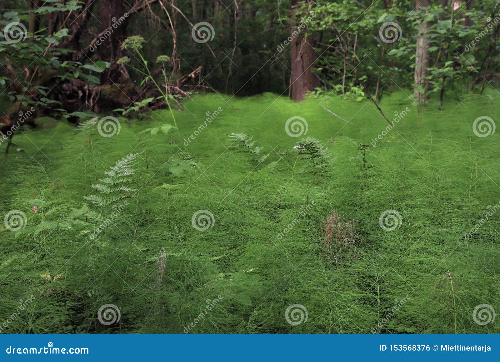 common horsetail growing like a carpet