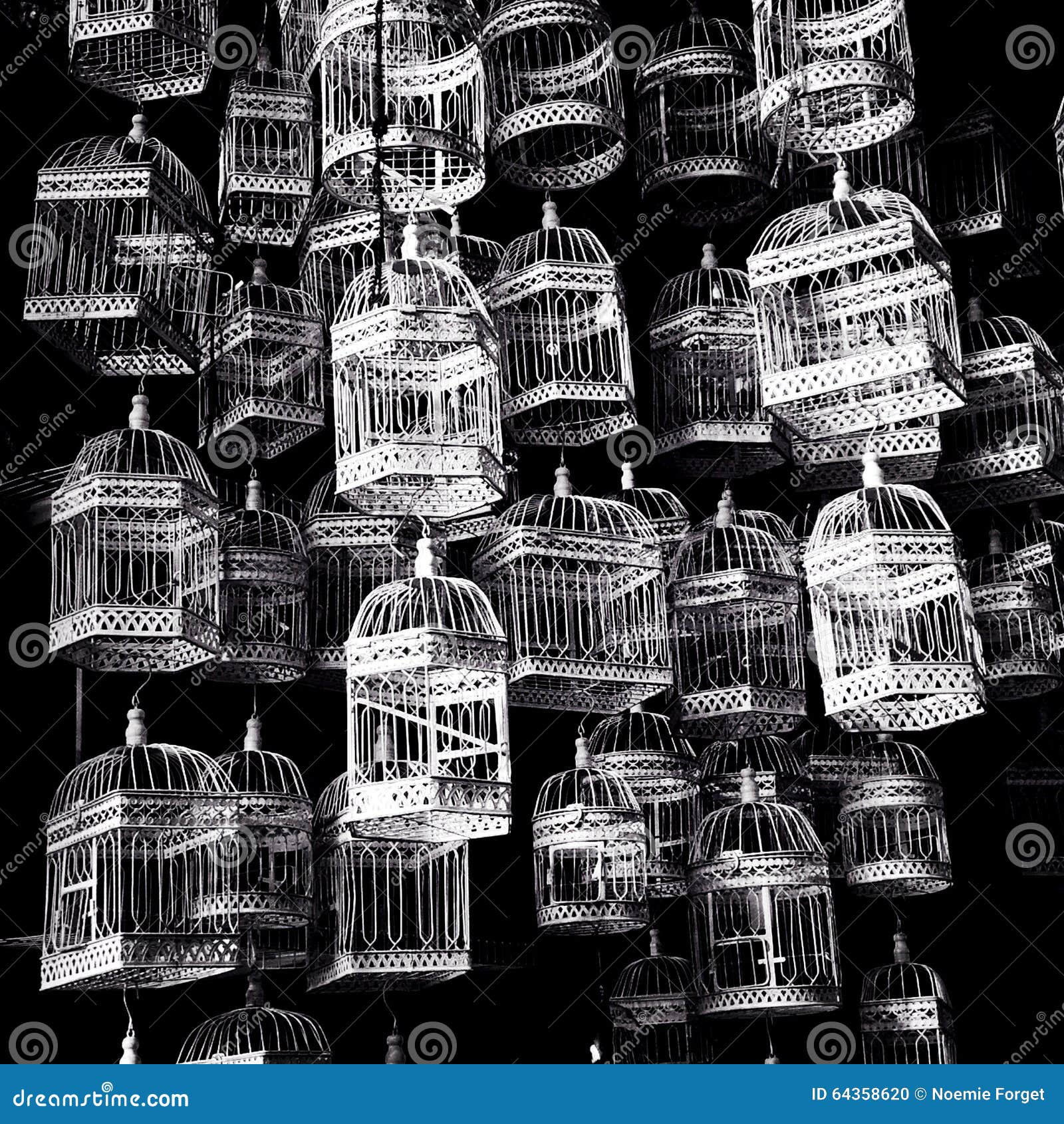 Several birds cages stock photo. Image of white, bird 64358620