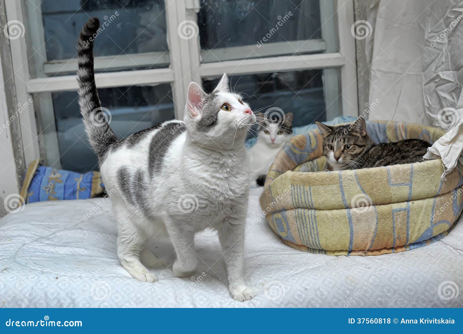 Several cats lie together stock photo. Image of copper 37560818