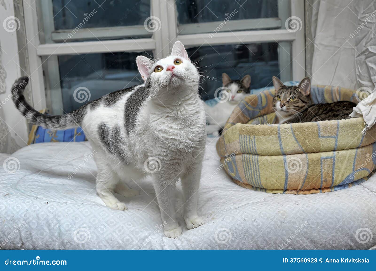 Several cats lie together stock photo. Image of concern 37560928