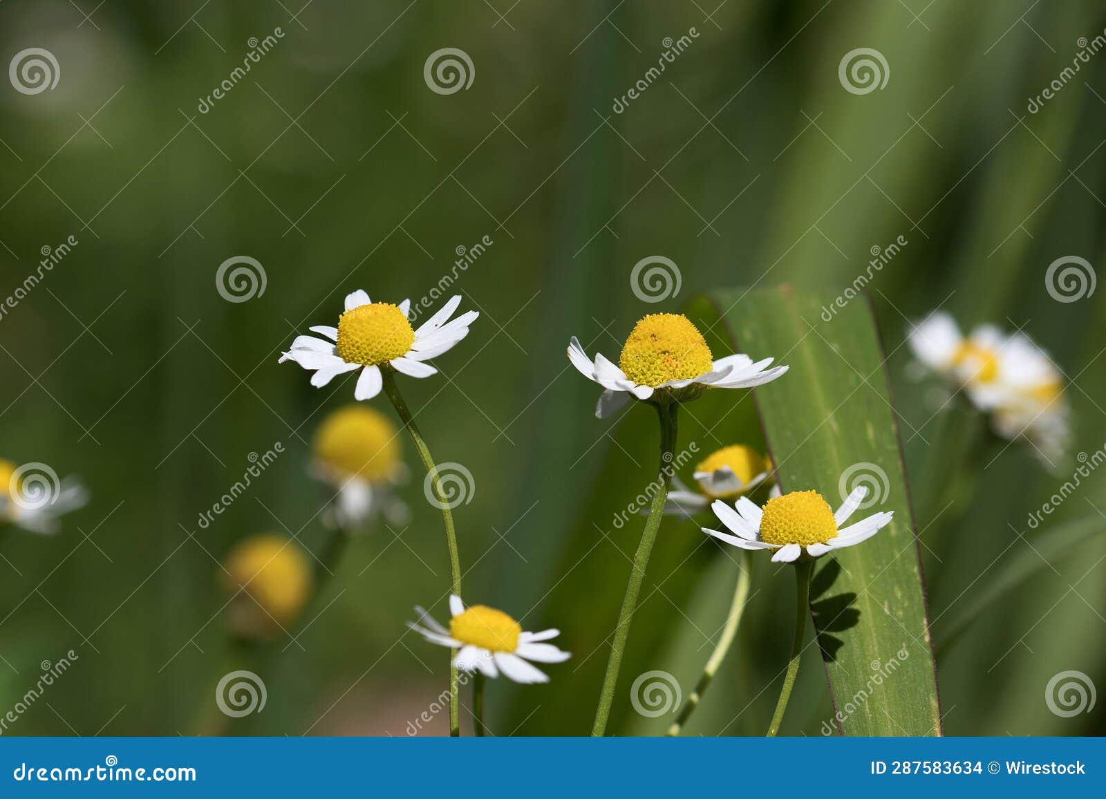several chamomile flowers