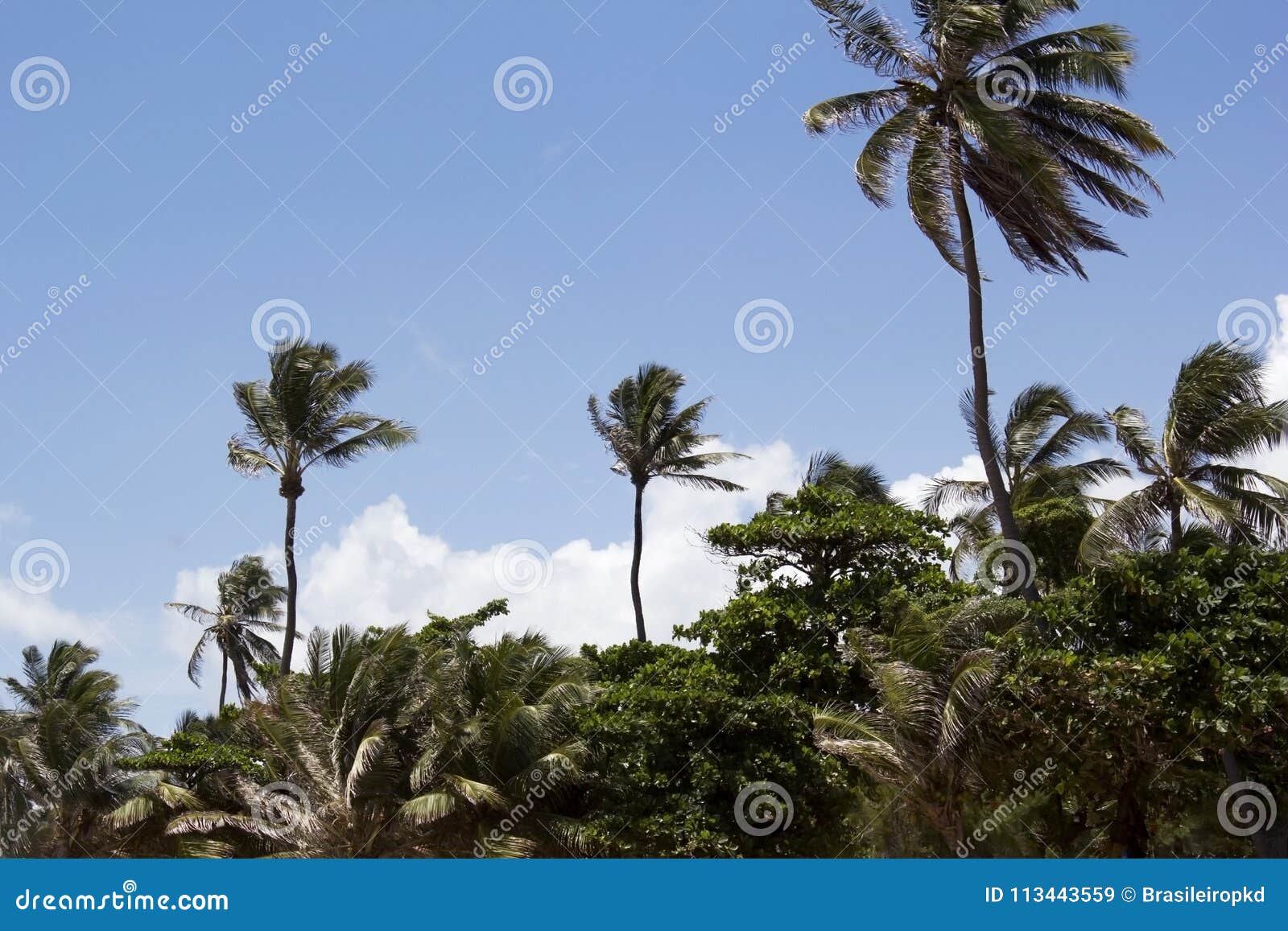 coconut tree cumbuco ceara brazil