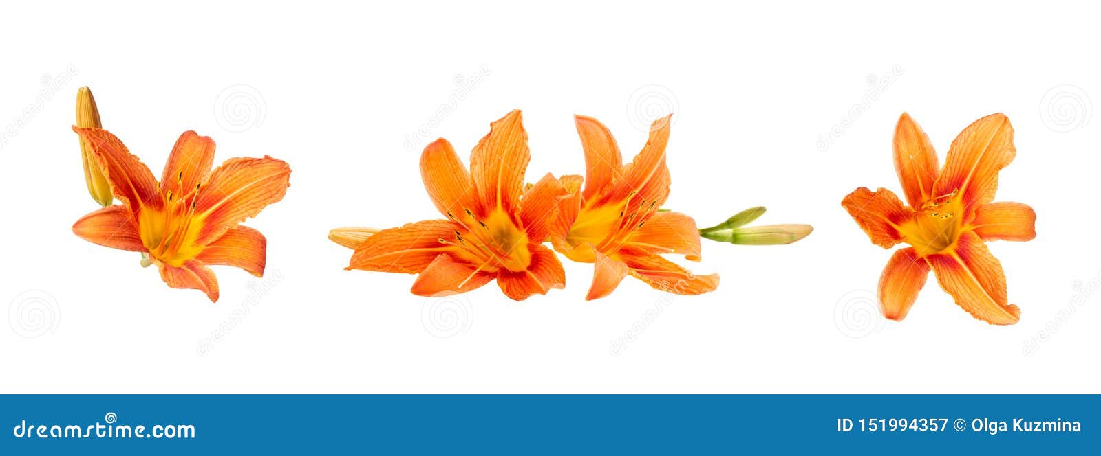 several colors of orange daylily on a white  background. beautiful flowers. decorative items