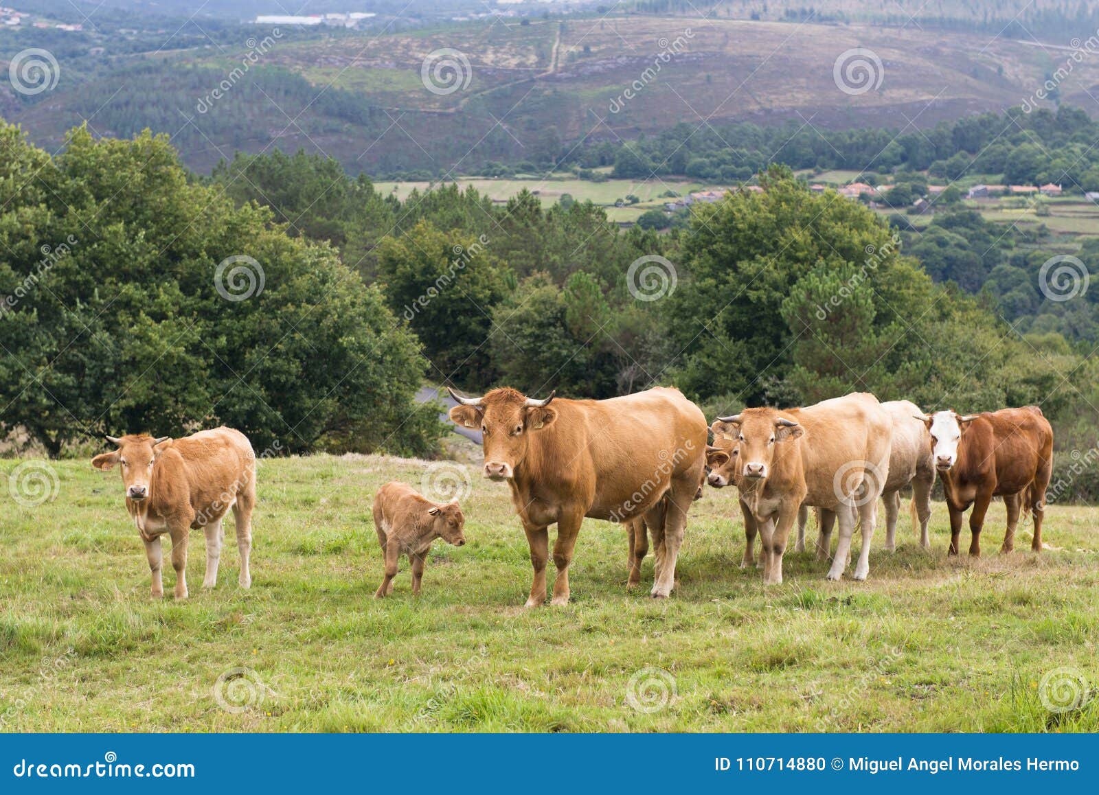 group of cows grazing in galicia spain